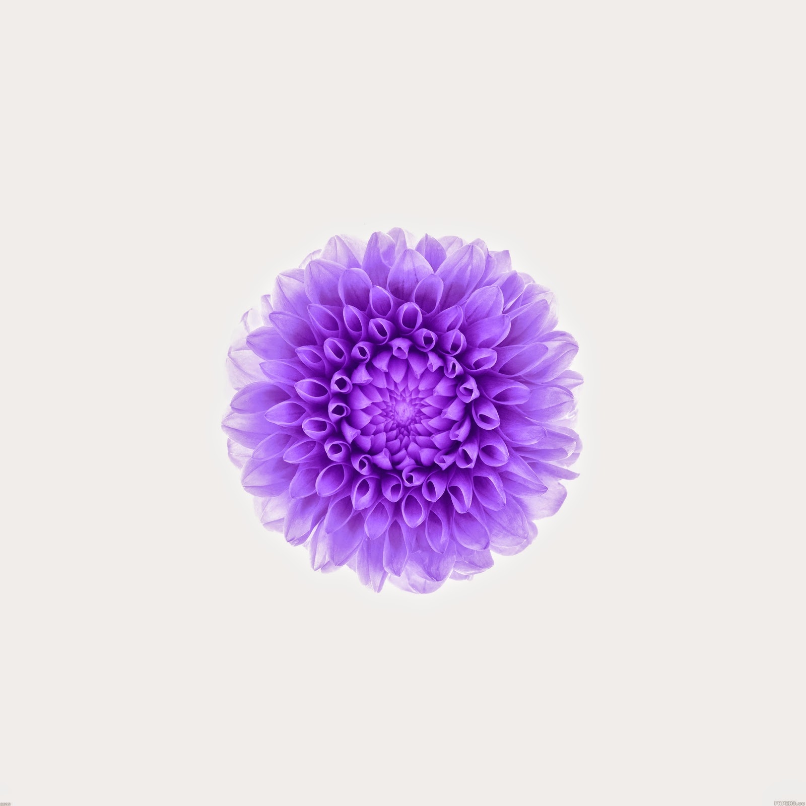 1600x1600 Apple Purple Flower Wallpaper, Phone