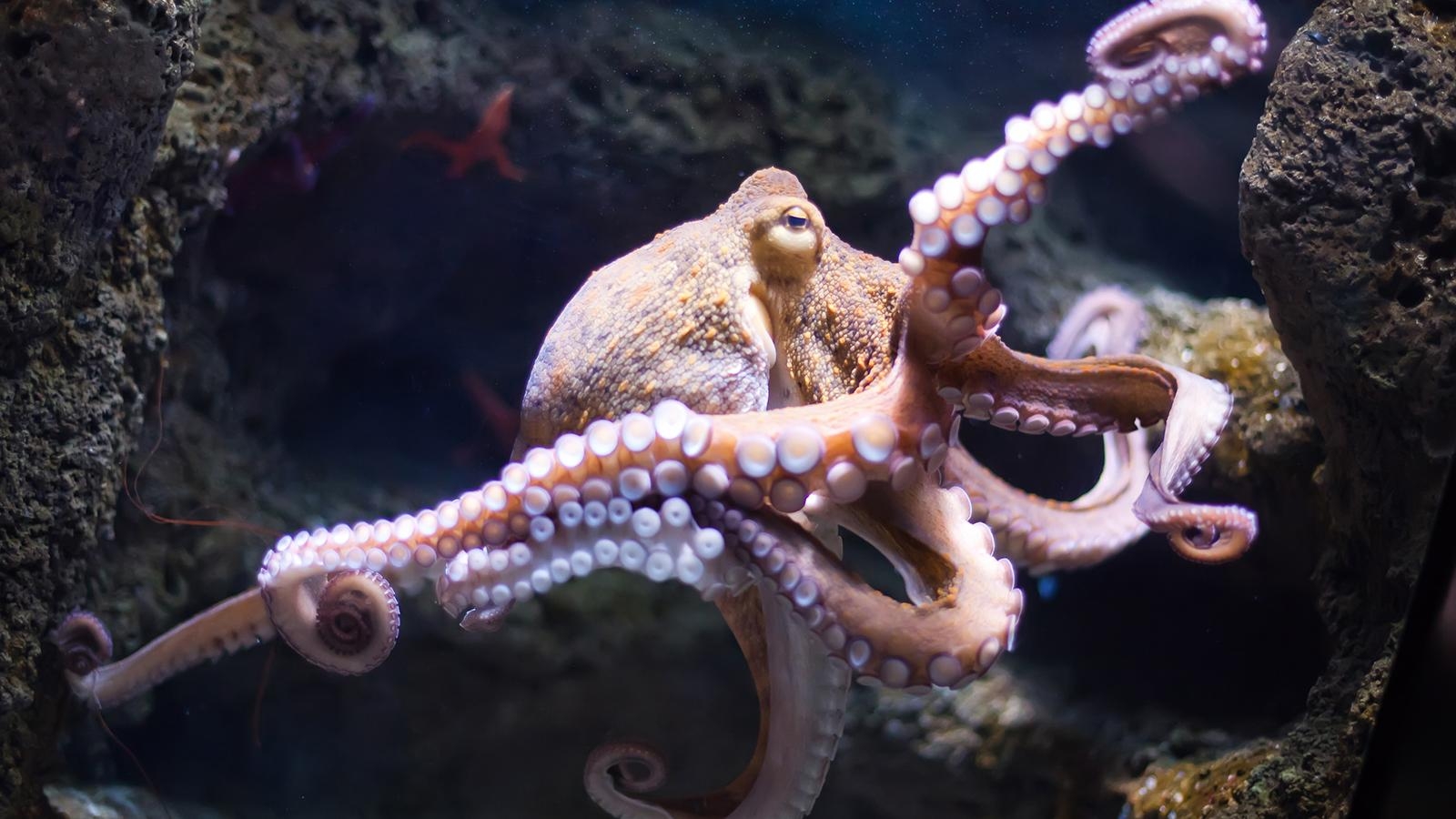 1600x900 Real Octopus Image HD Wallpaper, Desktop