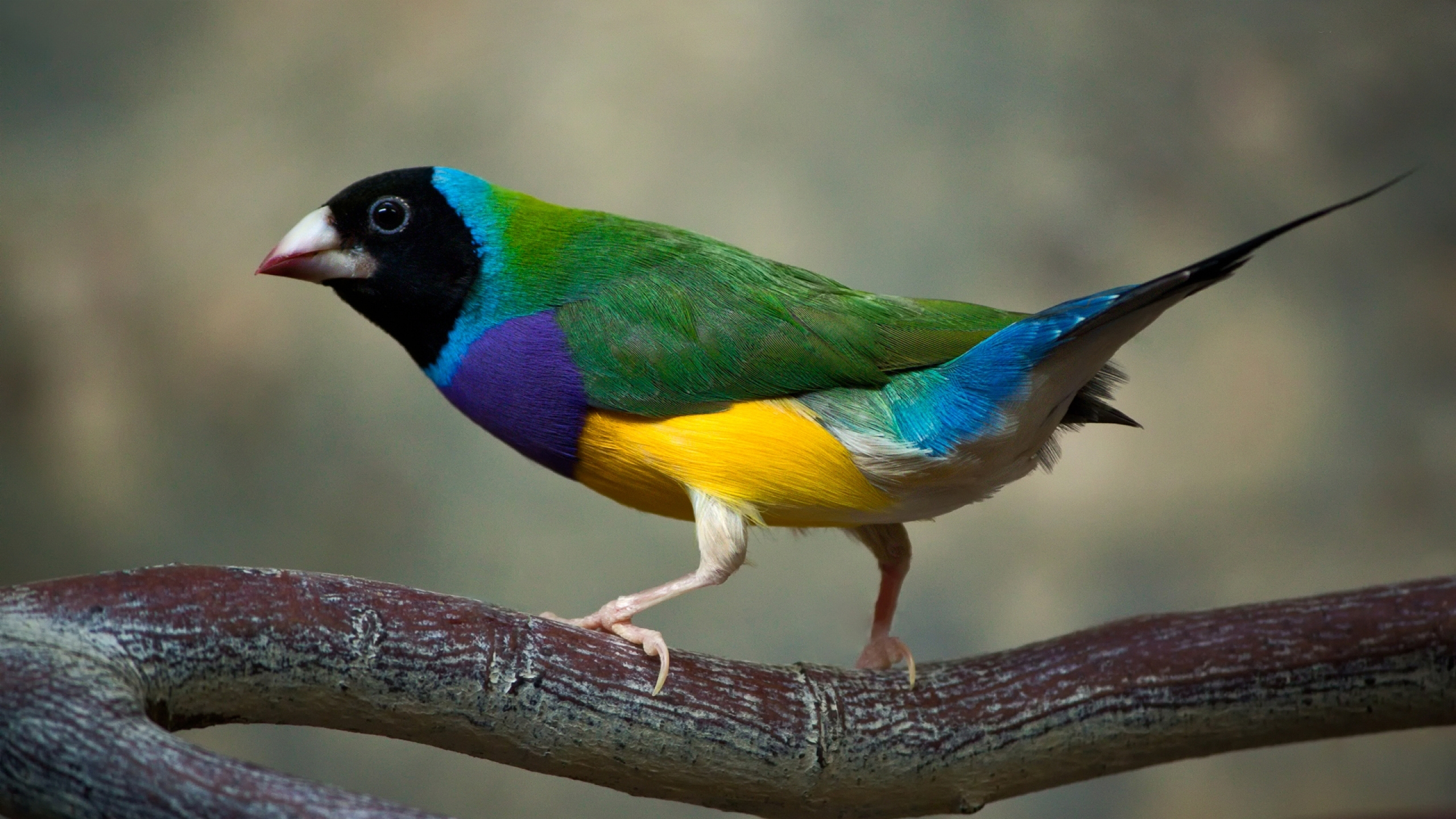 2560x1440 Gouldian Finch HD Wallpaper, Desktop