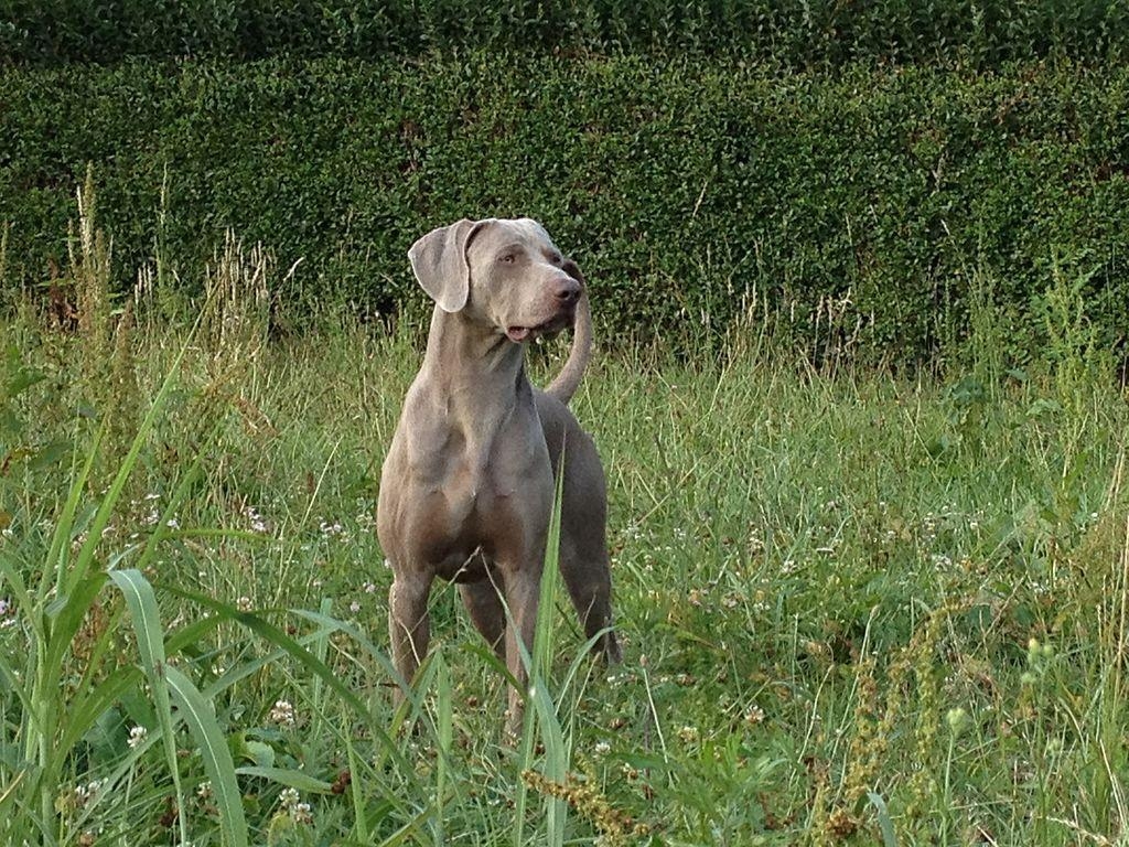 1030x770 Weimaraner Baldo 1, Desktop