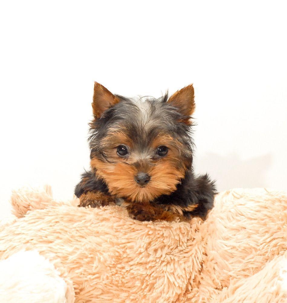 950x1000 Cute Teacup Yorkie Picture. All Puppies Picture and Wallpaper, Phone