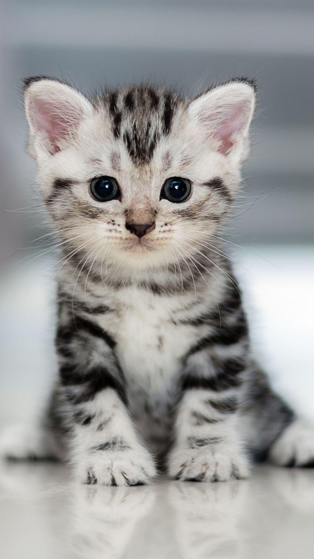 1080x1920 Animal / Cat () Mobile Wallpaper. Cute baby cats, Baby, Phone