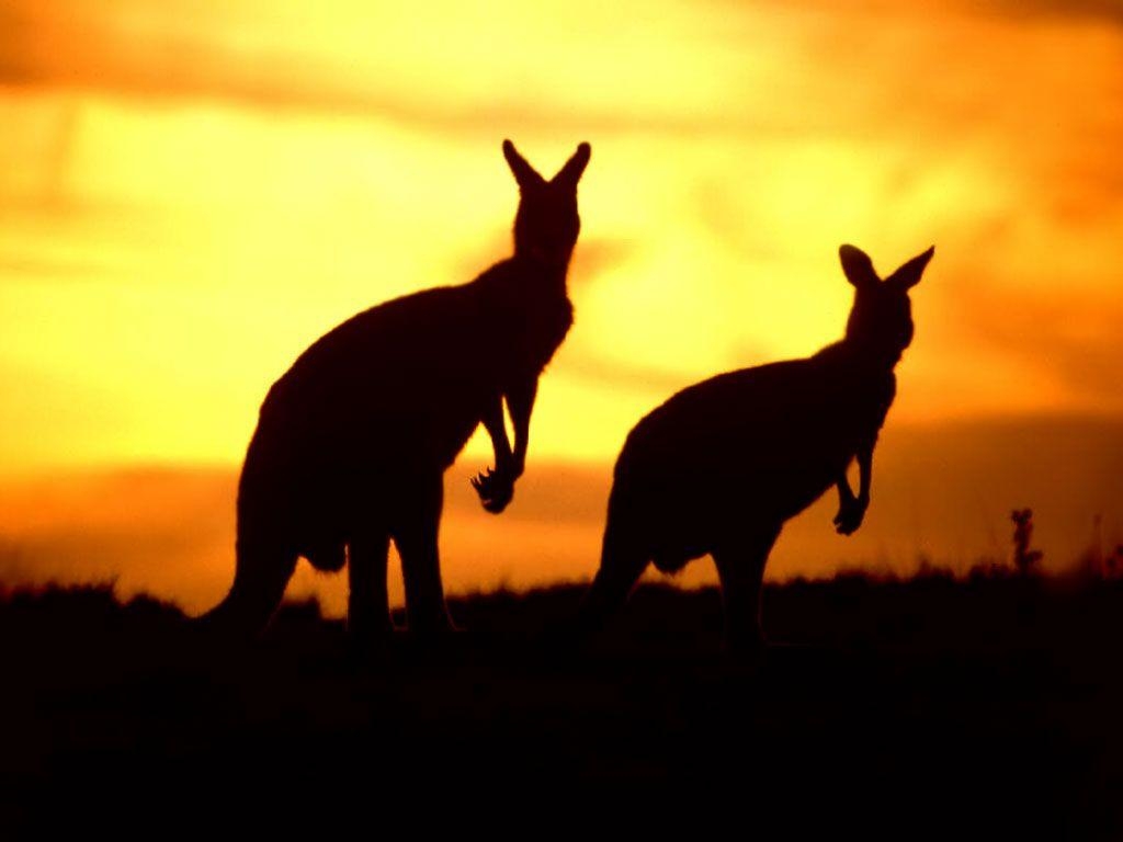 1030x770 Crossfit Never Quit: Australia day, Desktop