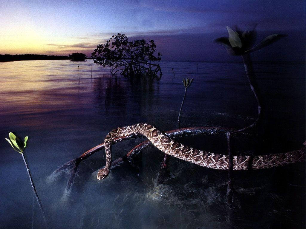 1030x770 Desktop Wallpaper · Gallery · Animals · Rattlesnake. Free, Desktop