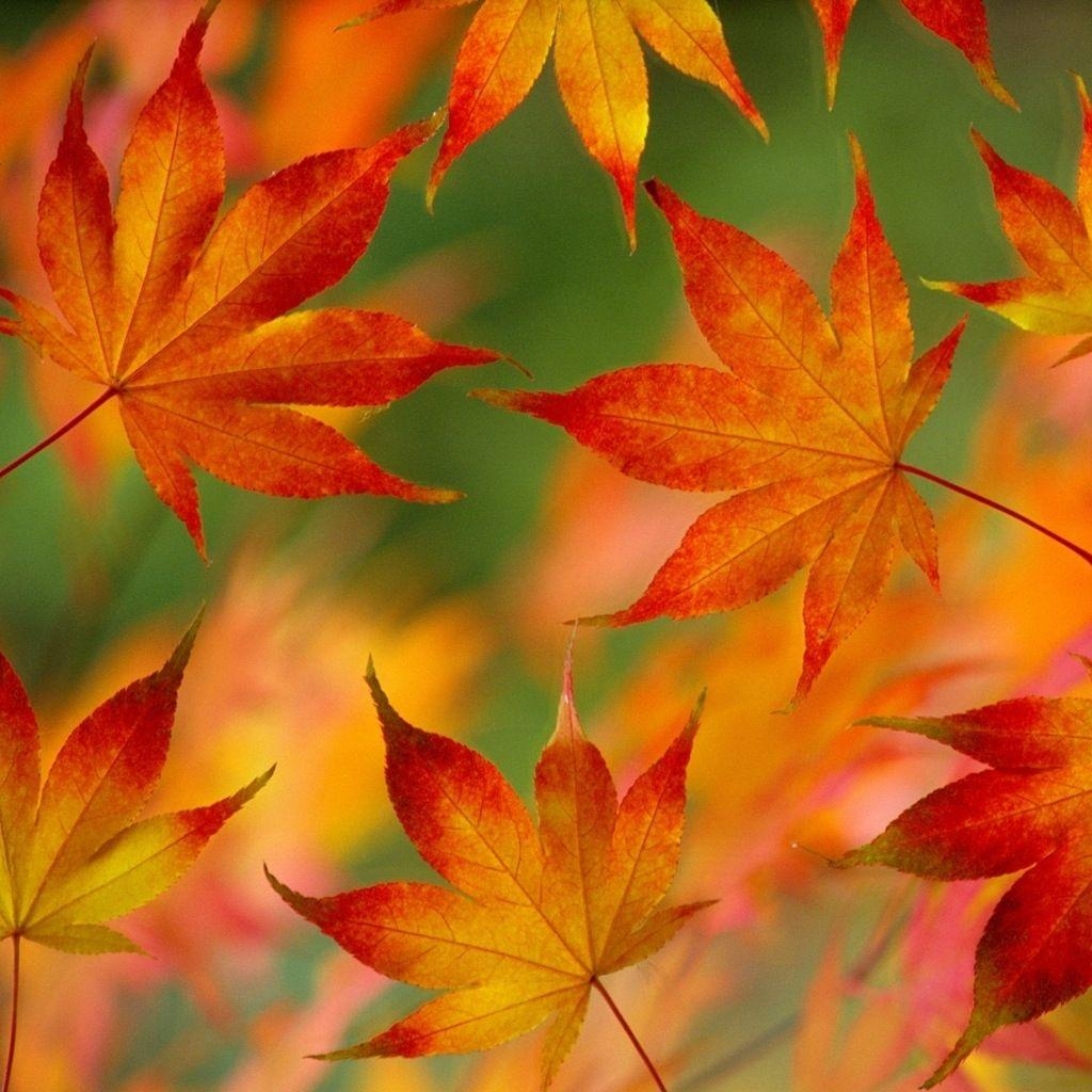 1030x1030 iPad mini Wallpaper Wallpaper & Background. Fall leaves picture, Autumn leaves wallpaper, Autumn leaves, Phone