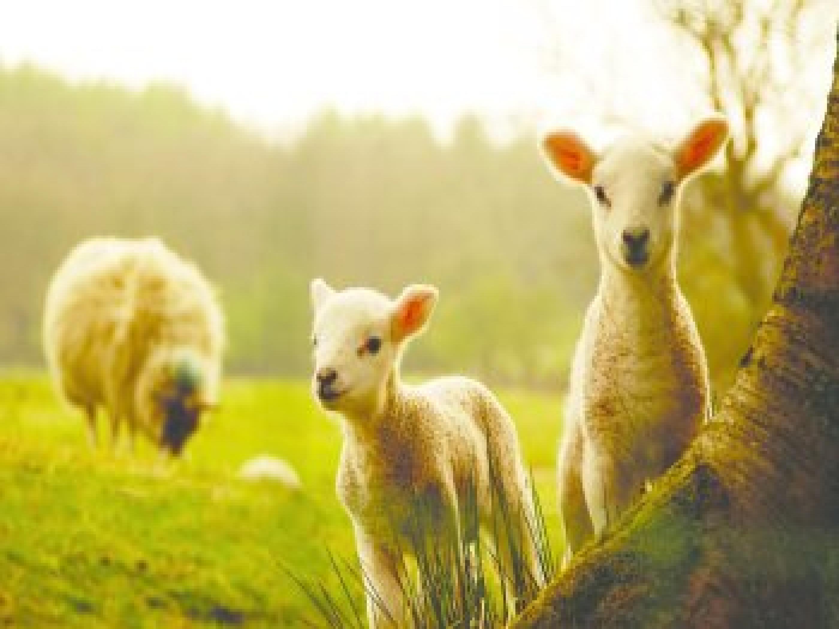 2800x2100 Sheep Wallpaper HD #V2SEGWO, Desktop