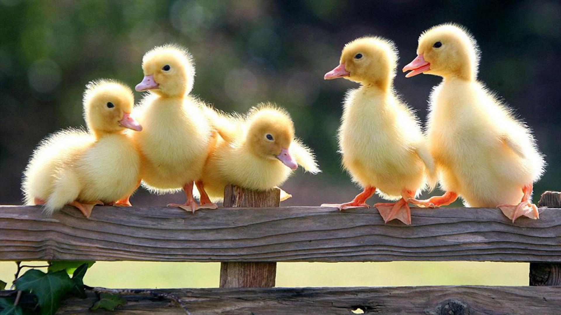 1920x1080 Duckling Wallpaper Free Duckling Background, Desktop