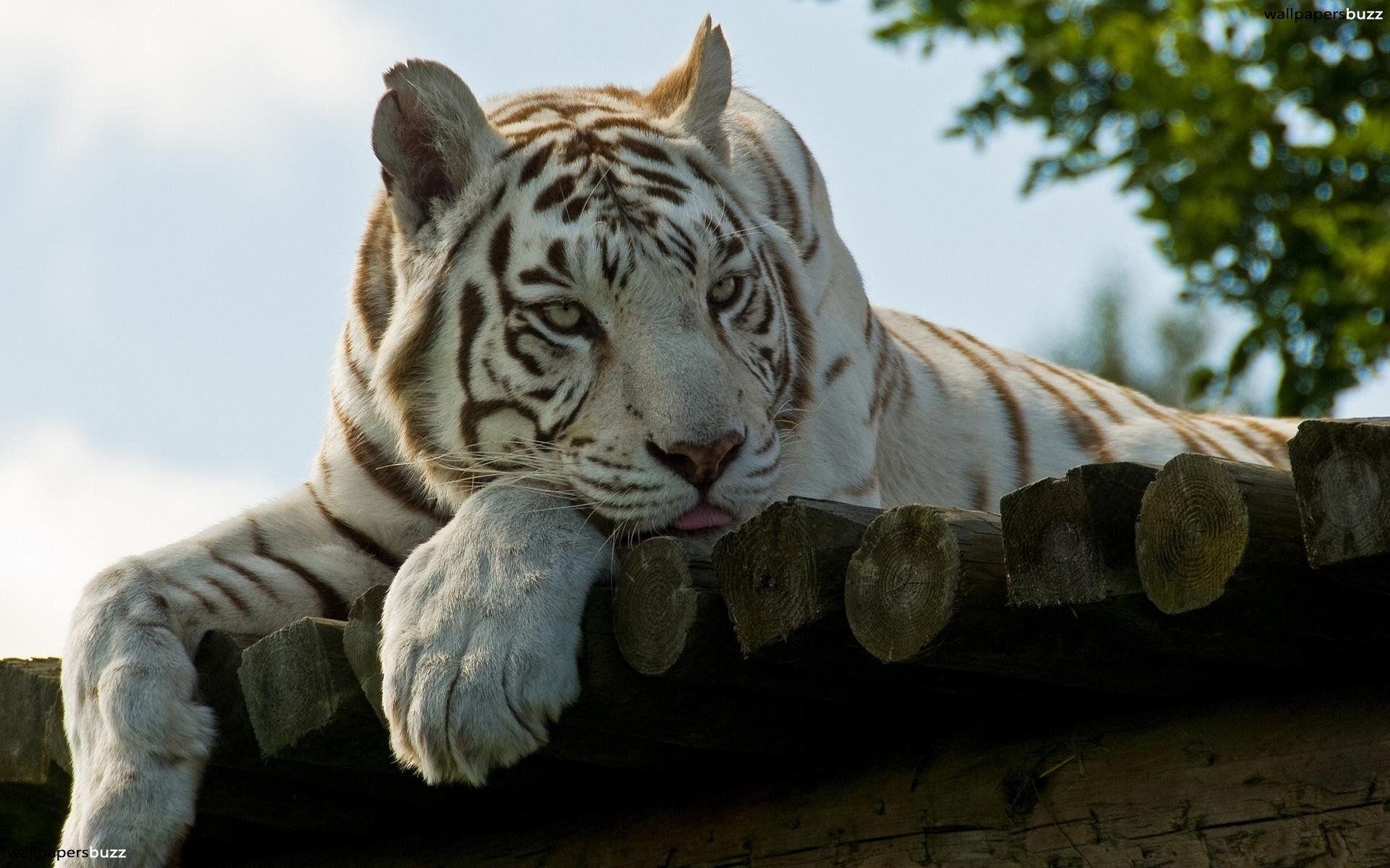 1920x1200 White Bengal Tiger Wallpaper, Desktop