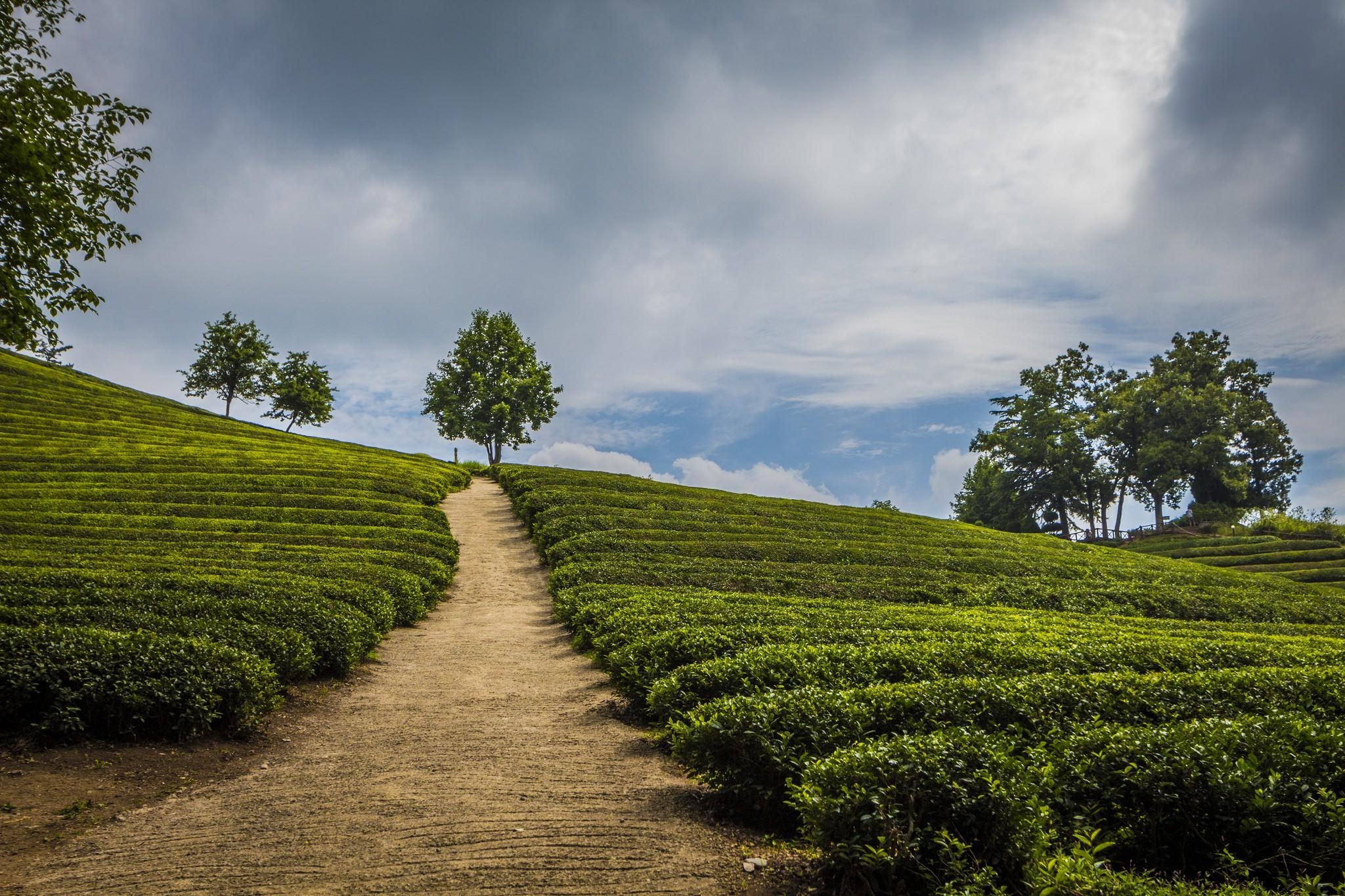 2050x1370 Stunning Picture of South Korea's Tea Plantations, Desktop