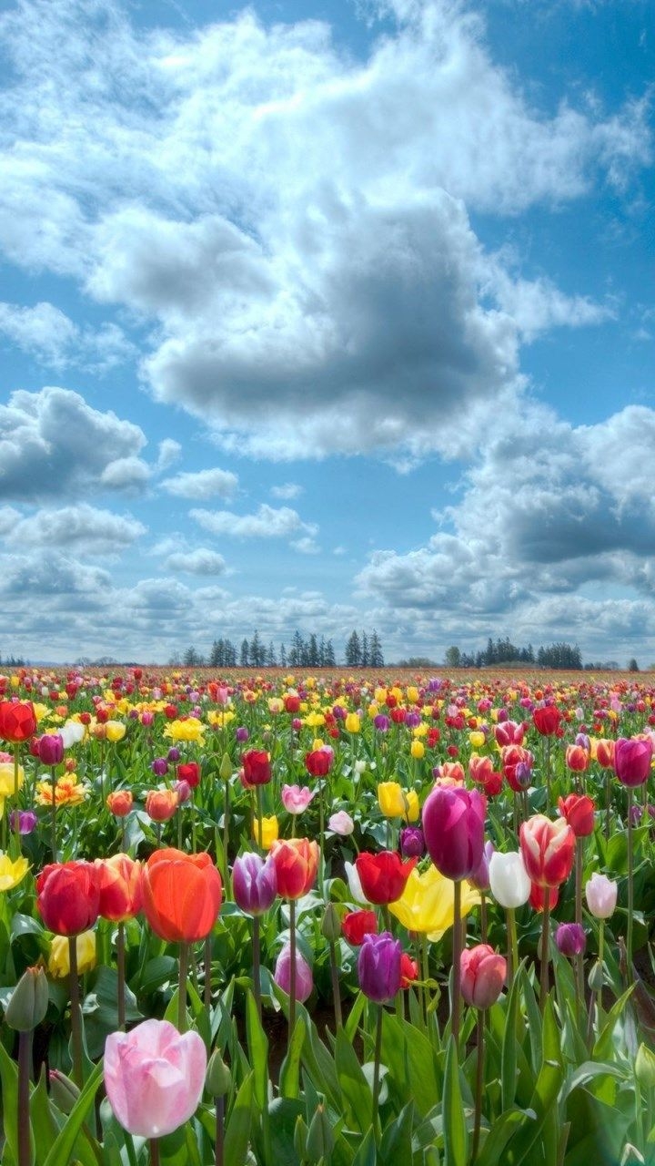 720x1280 iPhone Background Tulip Field, HD Wallpaper & background, Phone