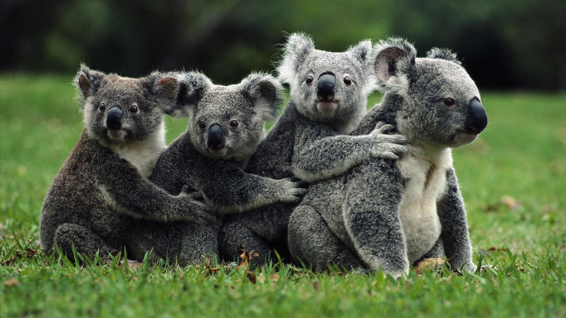 1920x1080 nature, Koalas, Animals Wallpaper HD / Desktop and Mobile, Desktop