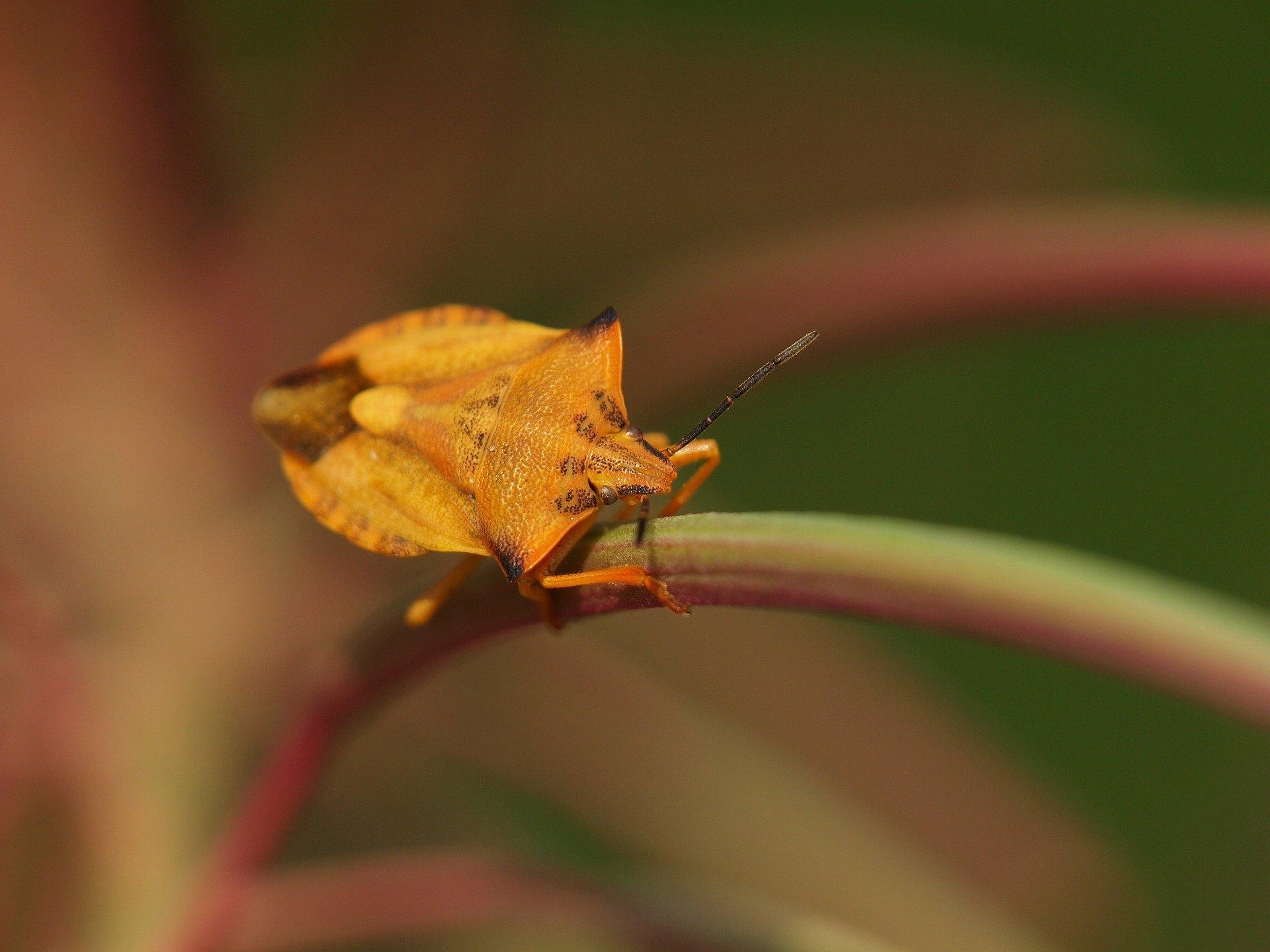 1920x1440 Carpocoris fuscispinus, shield bug HD Wallpaper. Background, Desktop