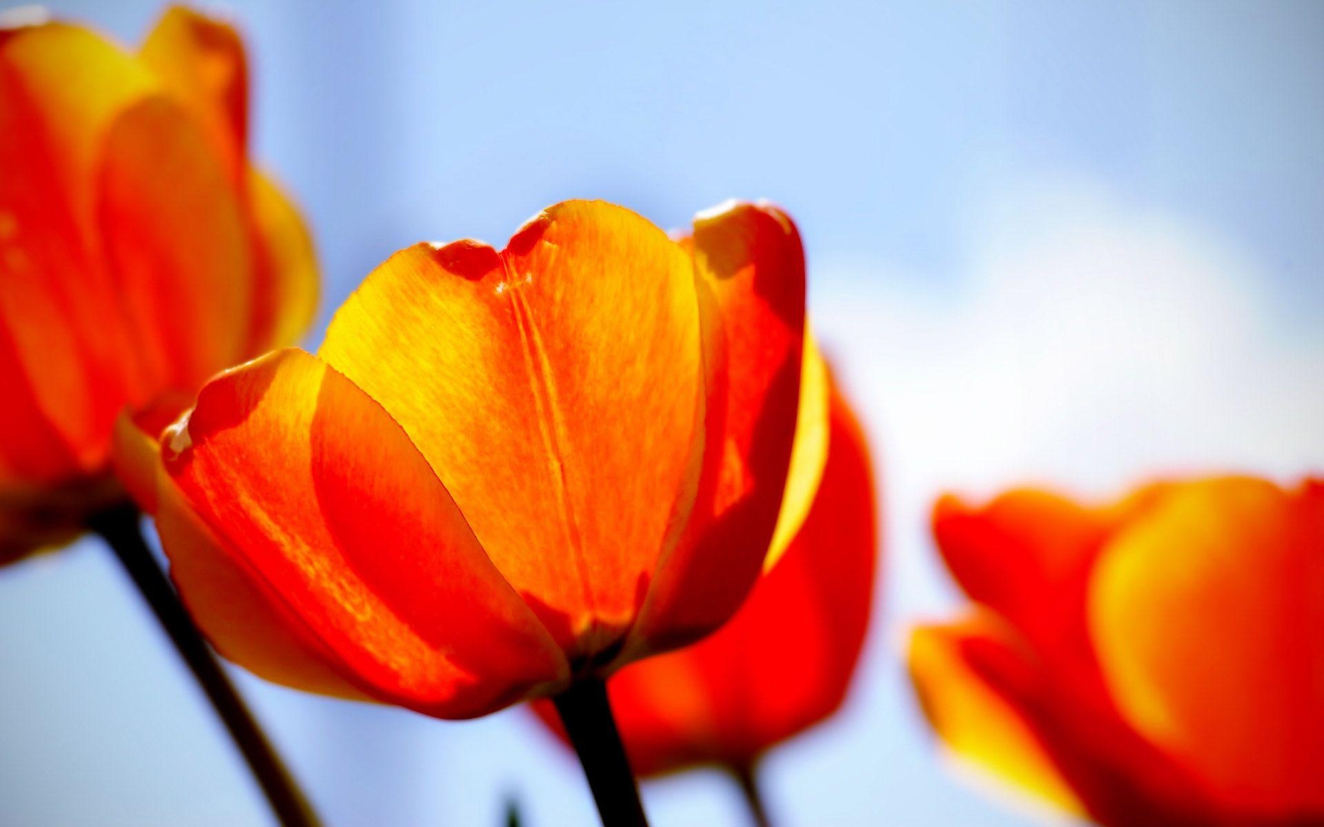 1920x1200 Tulips Wallpaper, Desktop