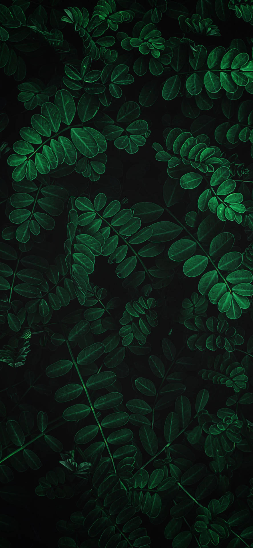 890x1920 Download Connect with nature with this beautiful Plants iPhone Wallpaper, Phone