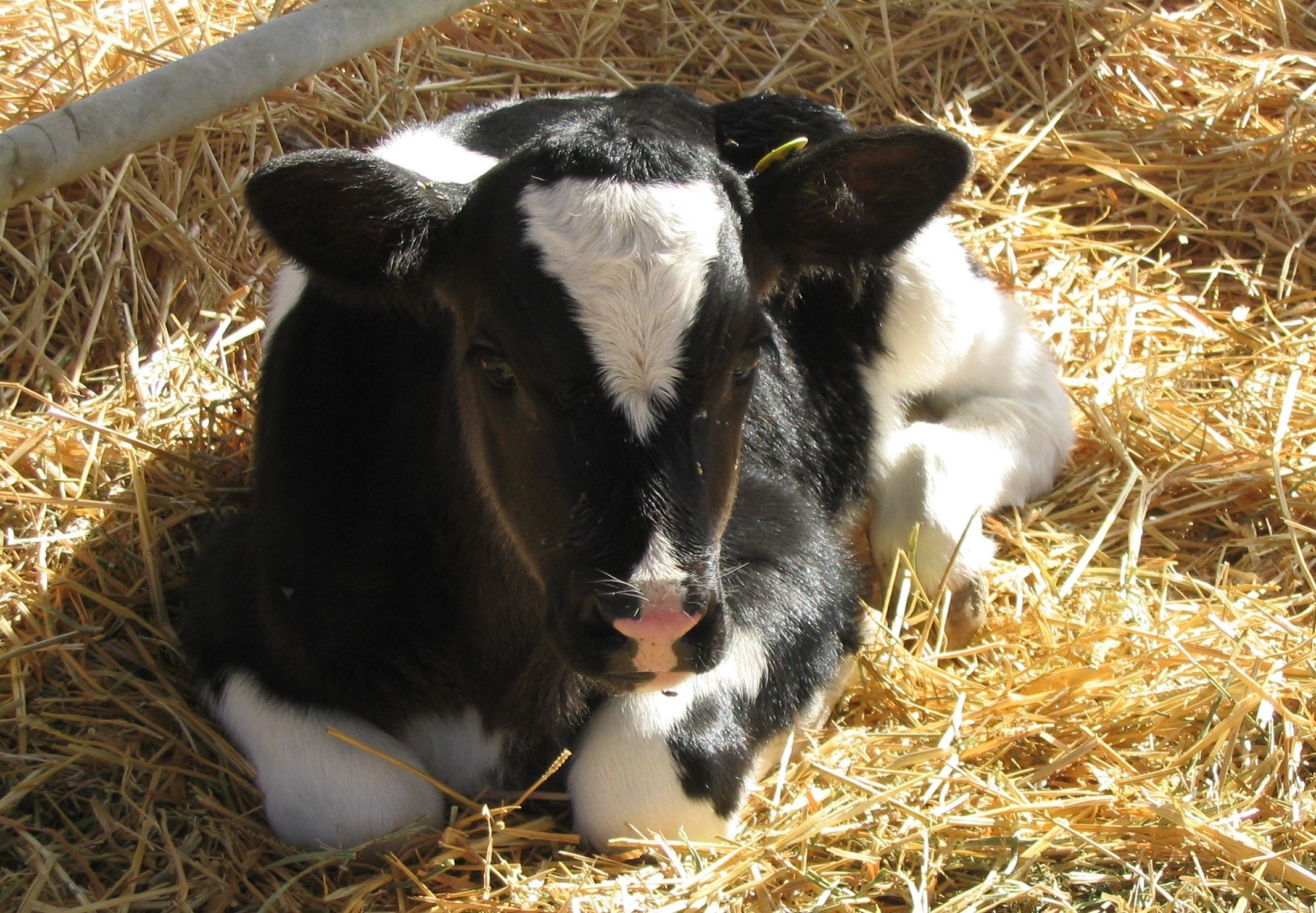 2140x1480 Baby Calf Wallpaper Free Baby Calf Background, Desktop