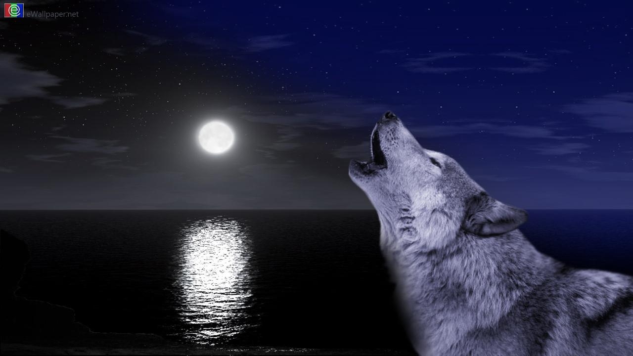 1280x720 Lone Wolf Wallpaper, Desktop