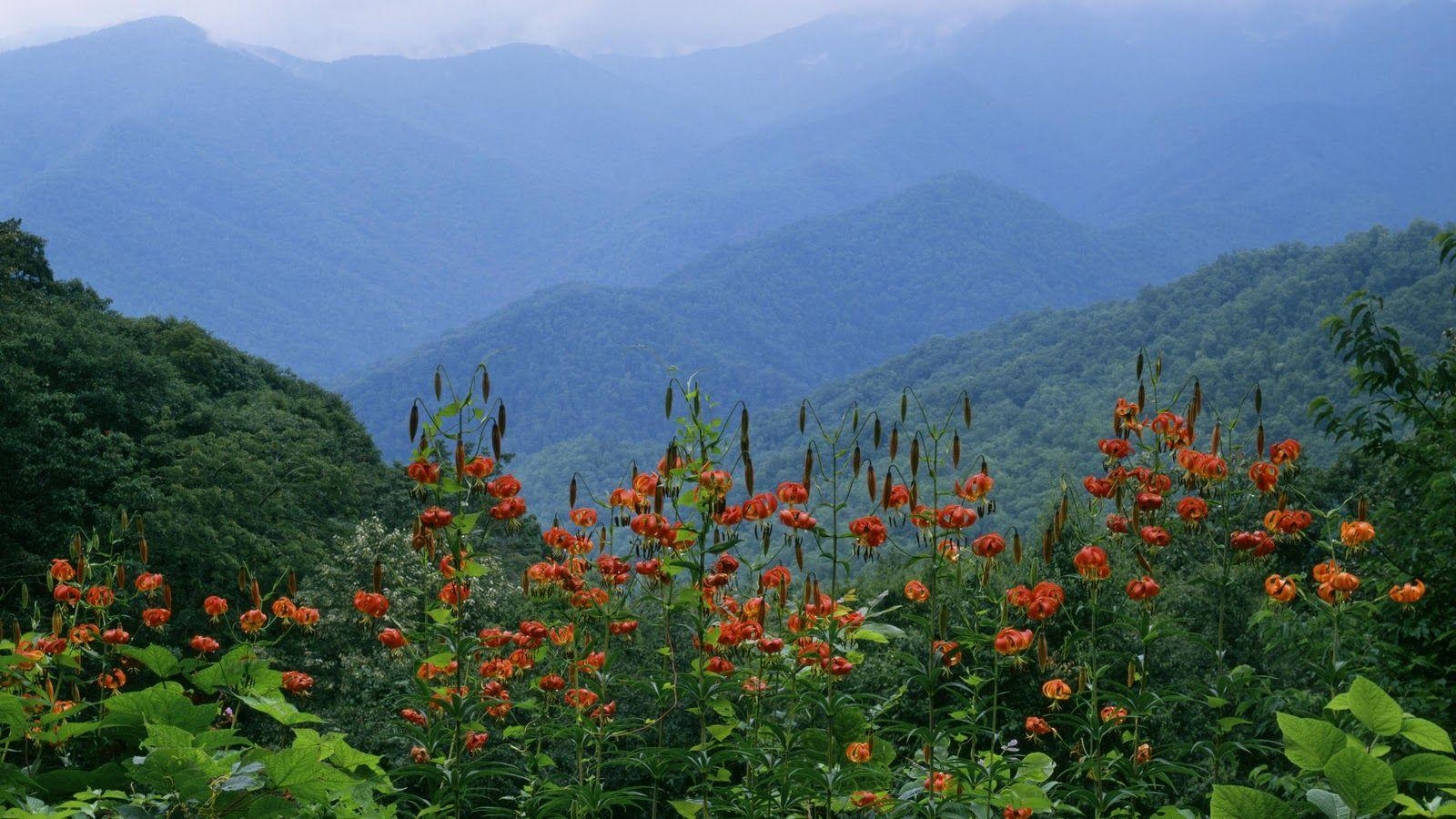 1600x900 Smoky Mountains Spring Wallpaper, Desktop