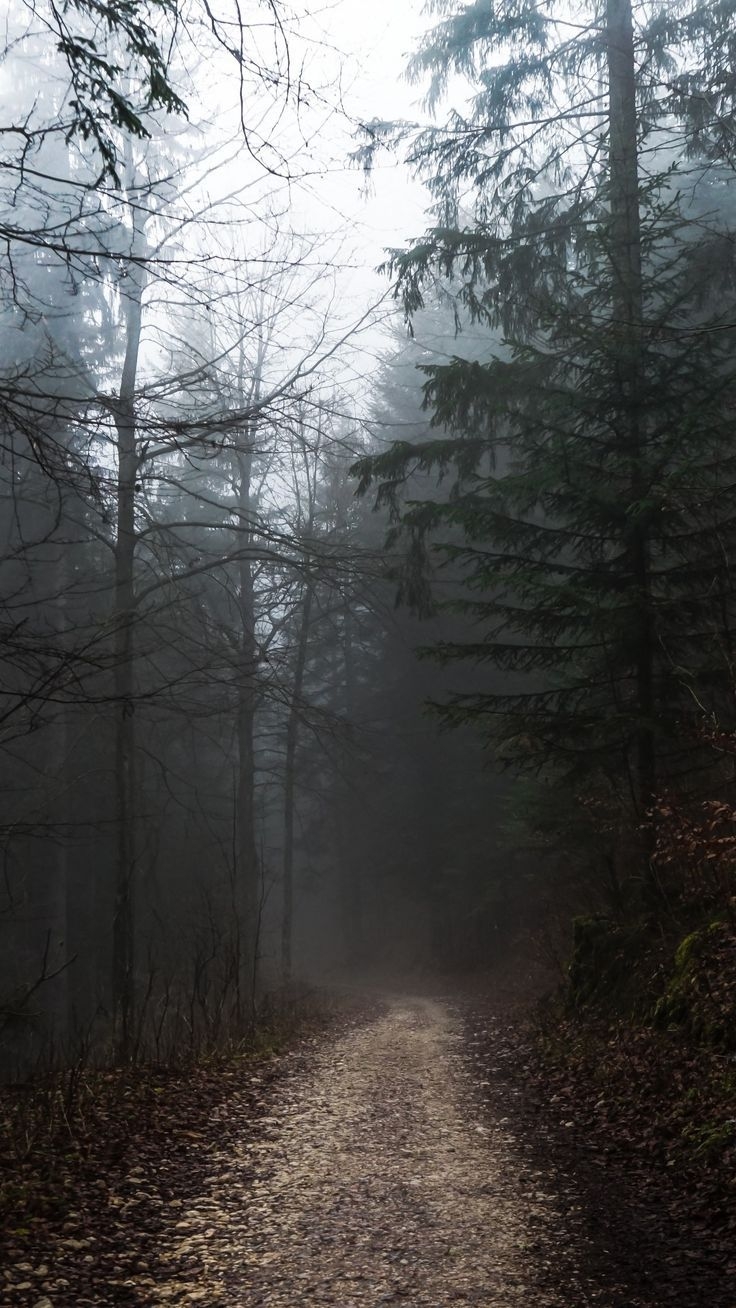 740x1310 Best aesthetics. moody tones image in 2020. Foggy forest, Foggy weather, Scenery picture, Phone