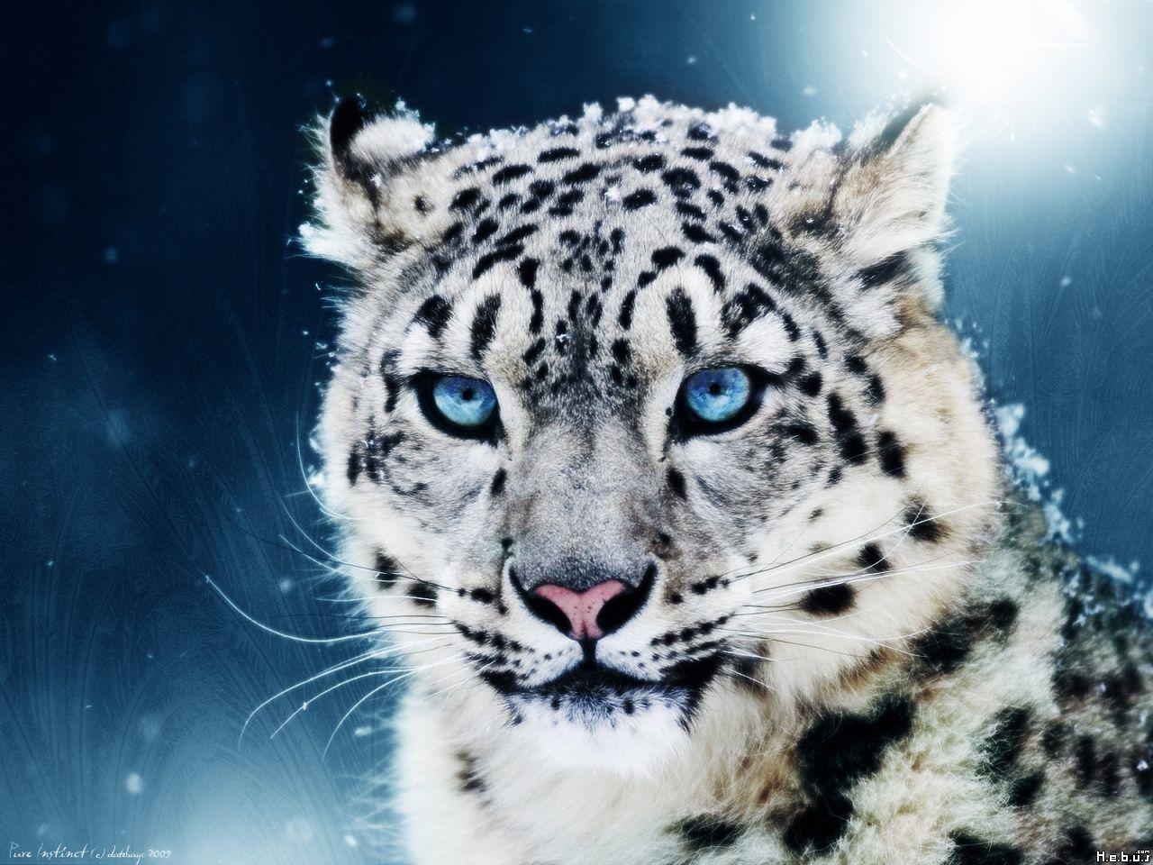 1280x960 White Bengal Tiger With Blue Eyes Wallpaper. Cats, Desktop