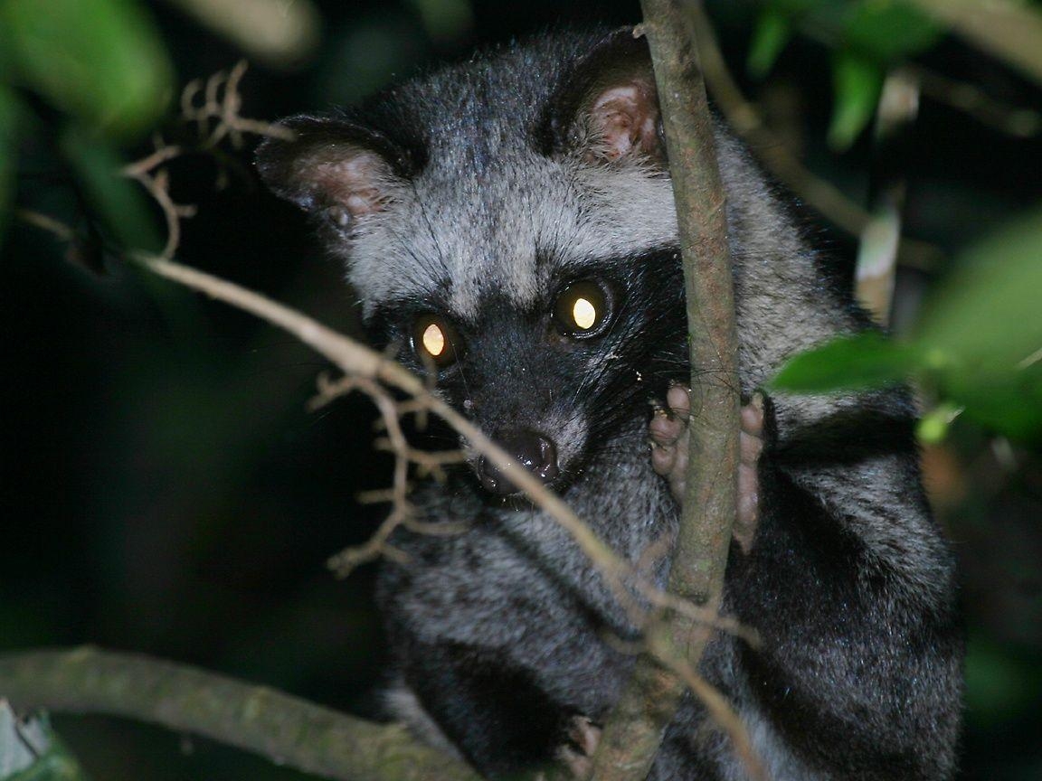 1160x870 Palm Civet. Civets, Linsangs, Genet, Fanalouc, Biturong, Desktop