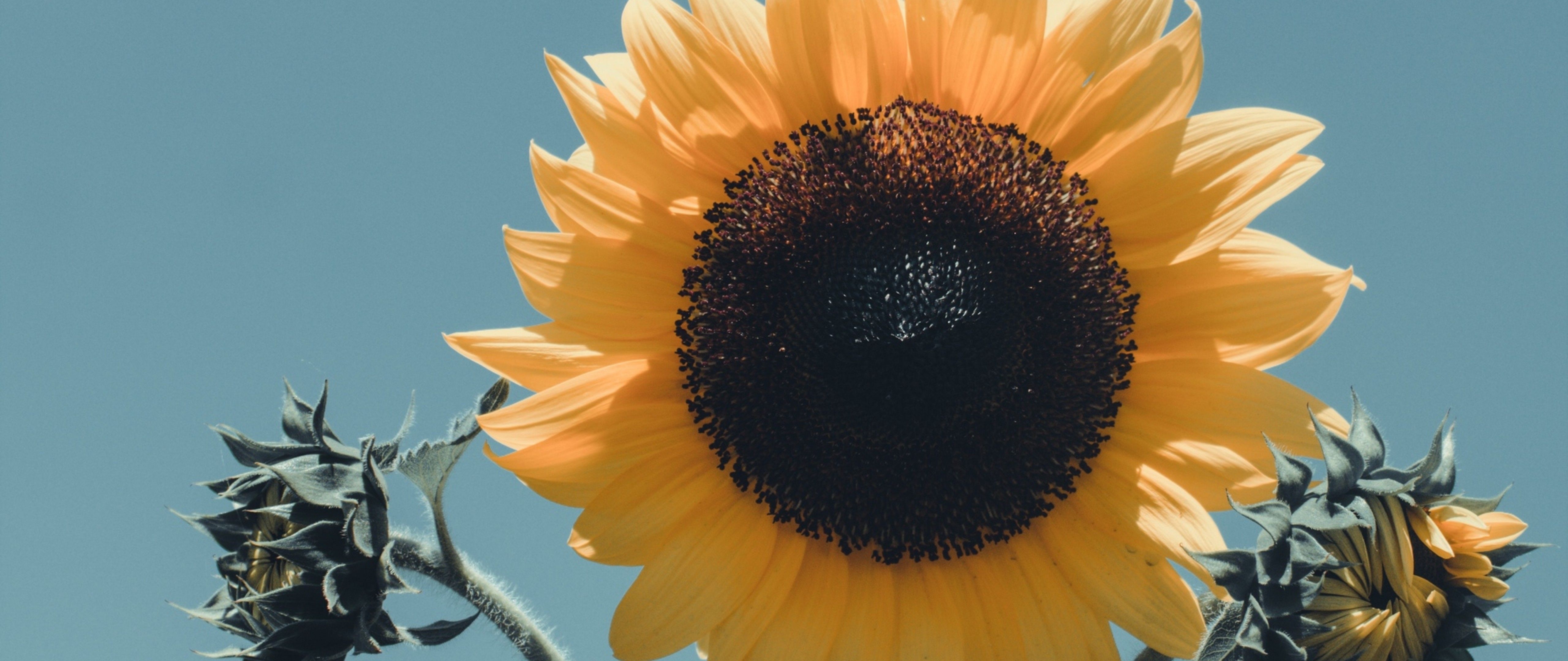 5120x2160 Huge sunflower HD Wallpaper 4K Ultra HD Wide TV Wallpaper.net, Dual Screen