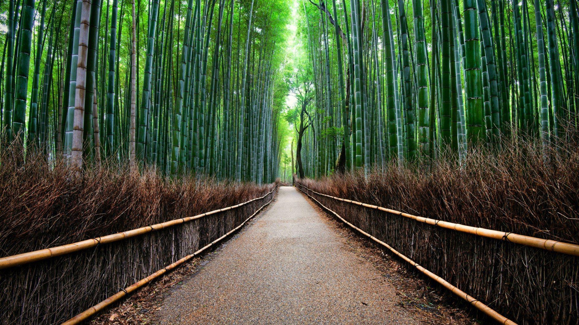 1920x1080 Arashiyama Wallpaper Free Arashiyama Background, Desktop