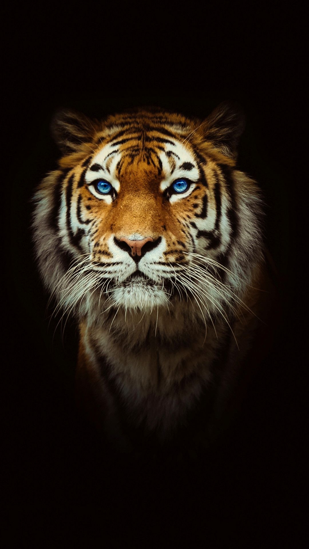 1080x1920 Tiger iPhone HD Wallpaper Free Tiger iPhone HD Background, Phone