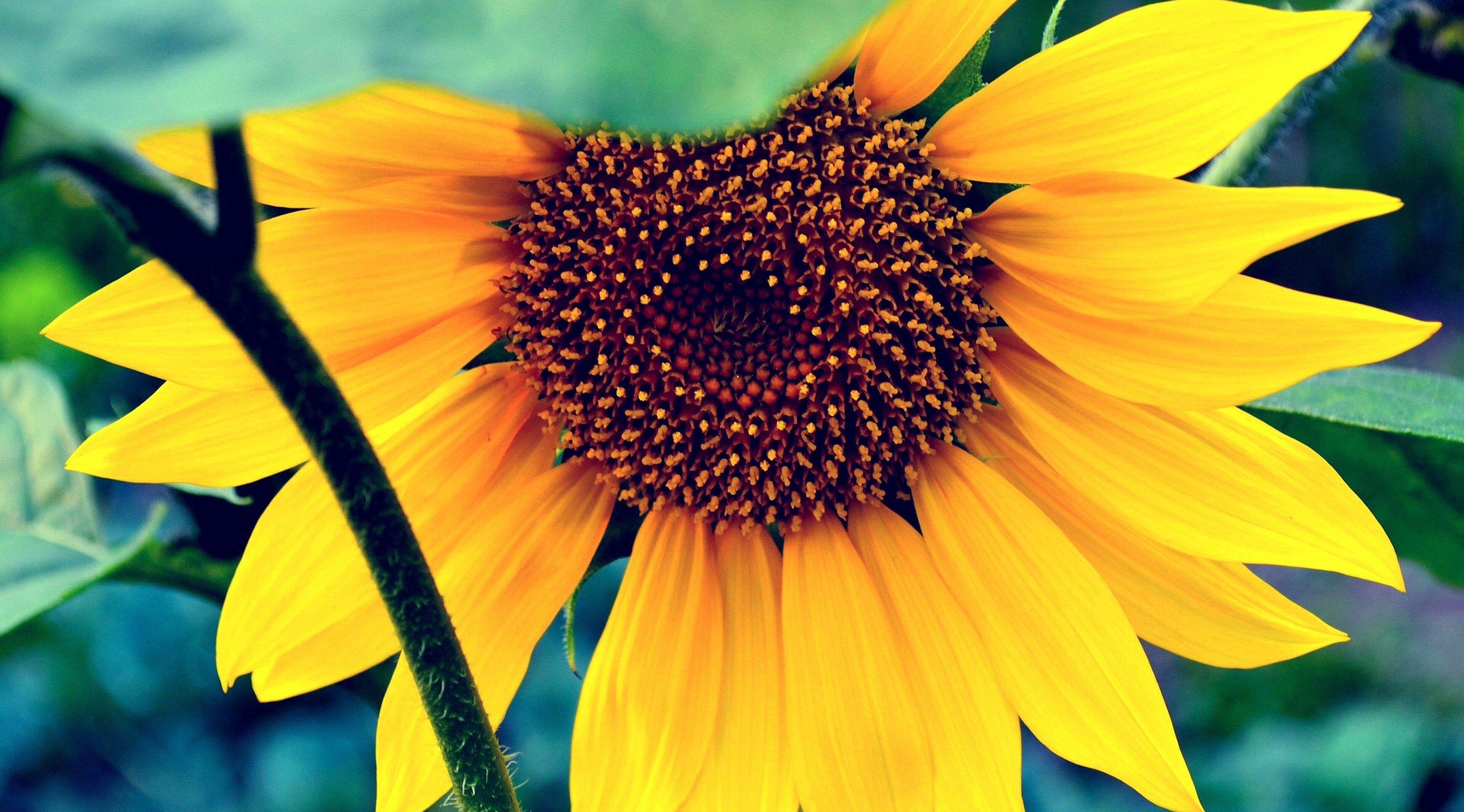 3840x2130 sunflower 4k cool background picture. Wallpaper background, Background picture, Sunflower wallpaper, Desktop