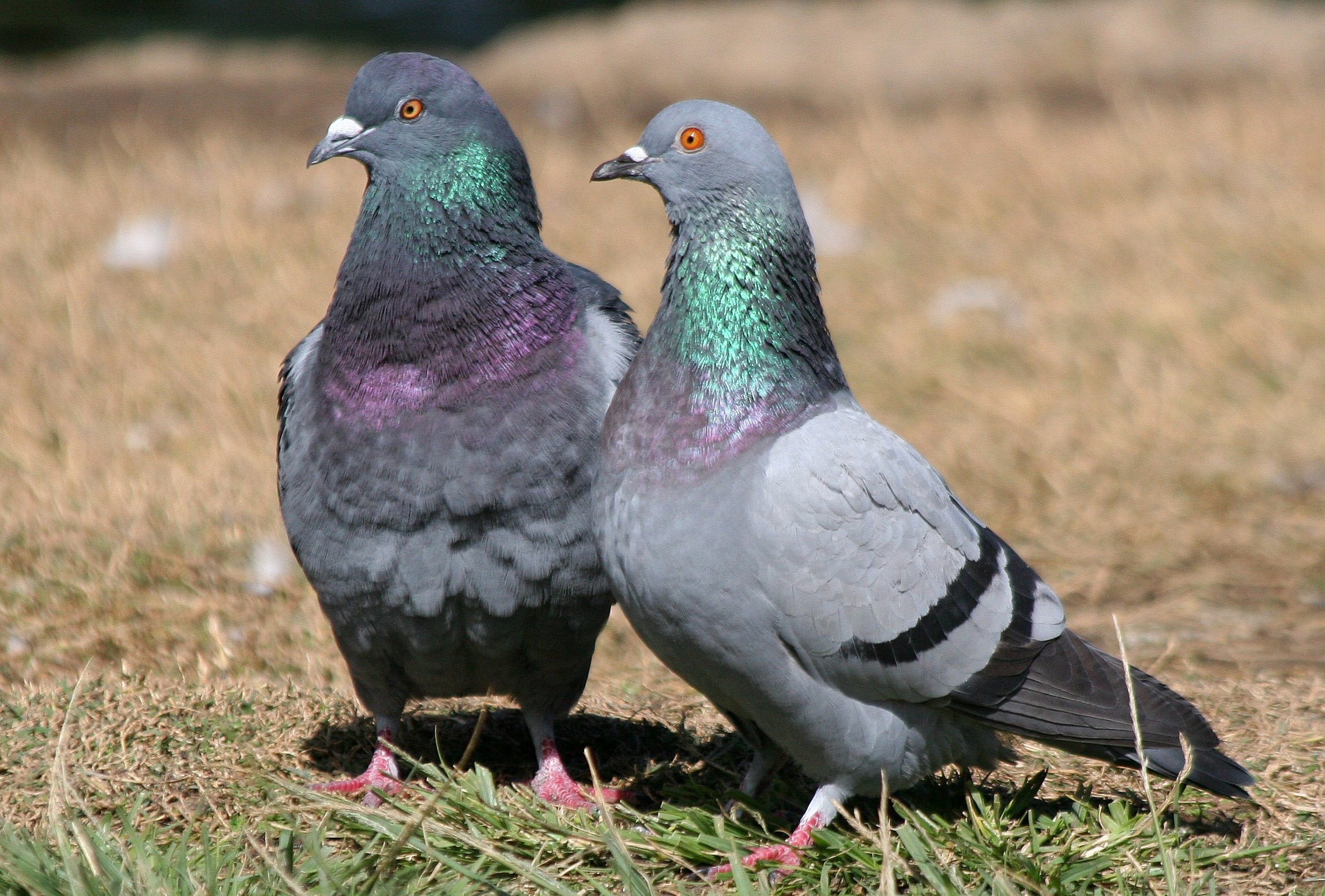 2300x1560 Rock Pigeon, Columba livia, Desktop