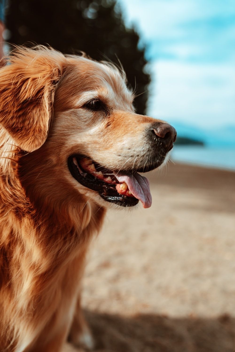 1000x1500 Golden Retriever Picture [HD]. Download Free Image, Phone