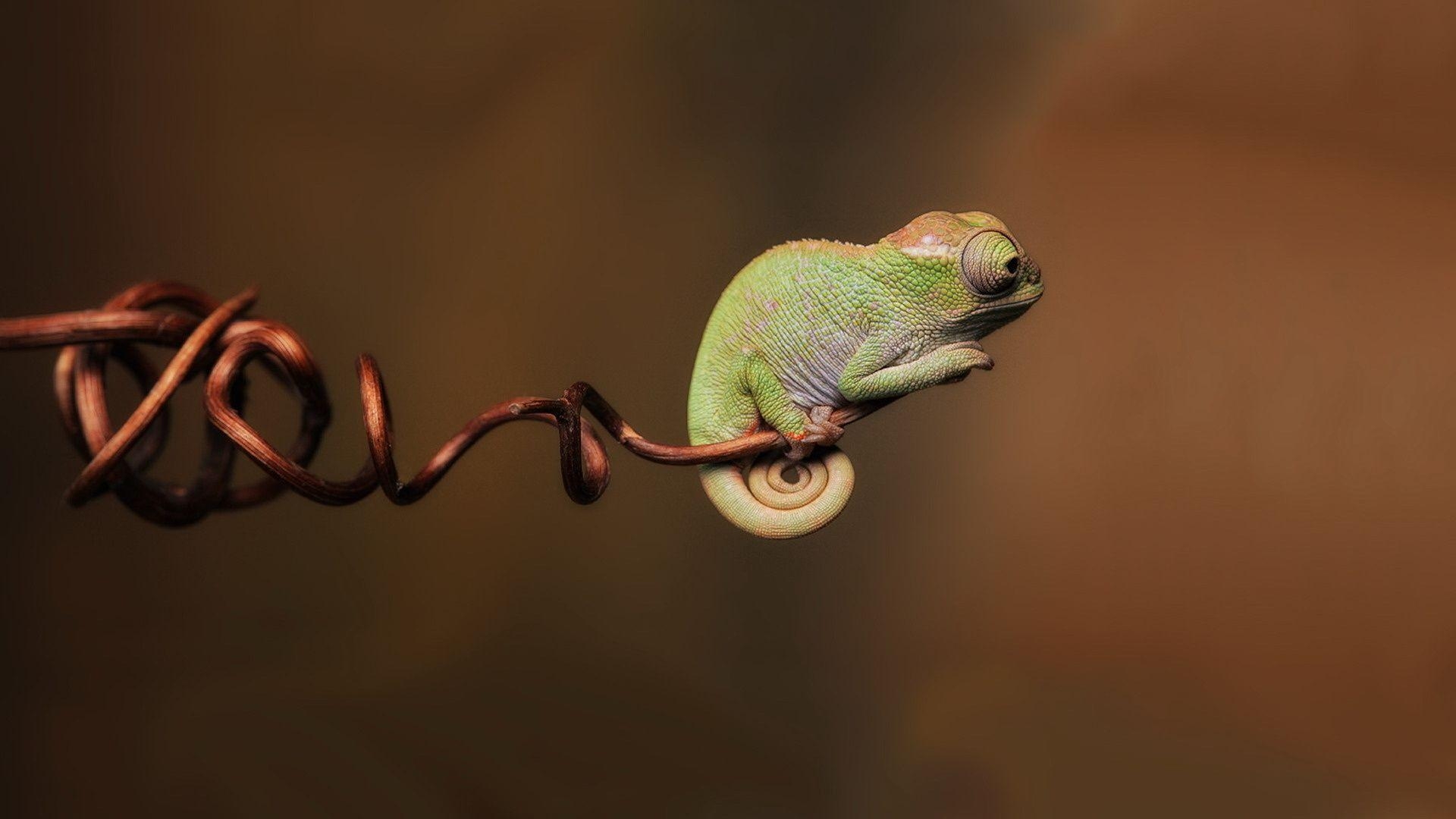 1920x1080 Gecko Wallpaper Desktop Gliders Leopard Picture. Chameleon, Desktop