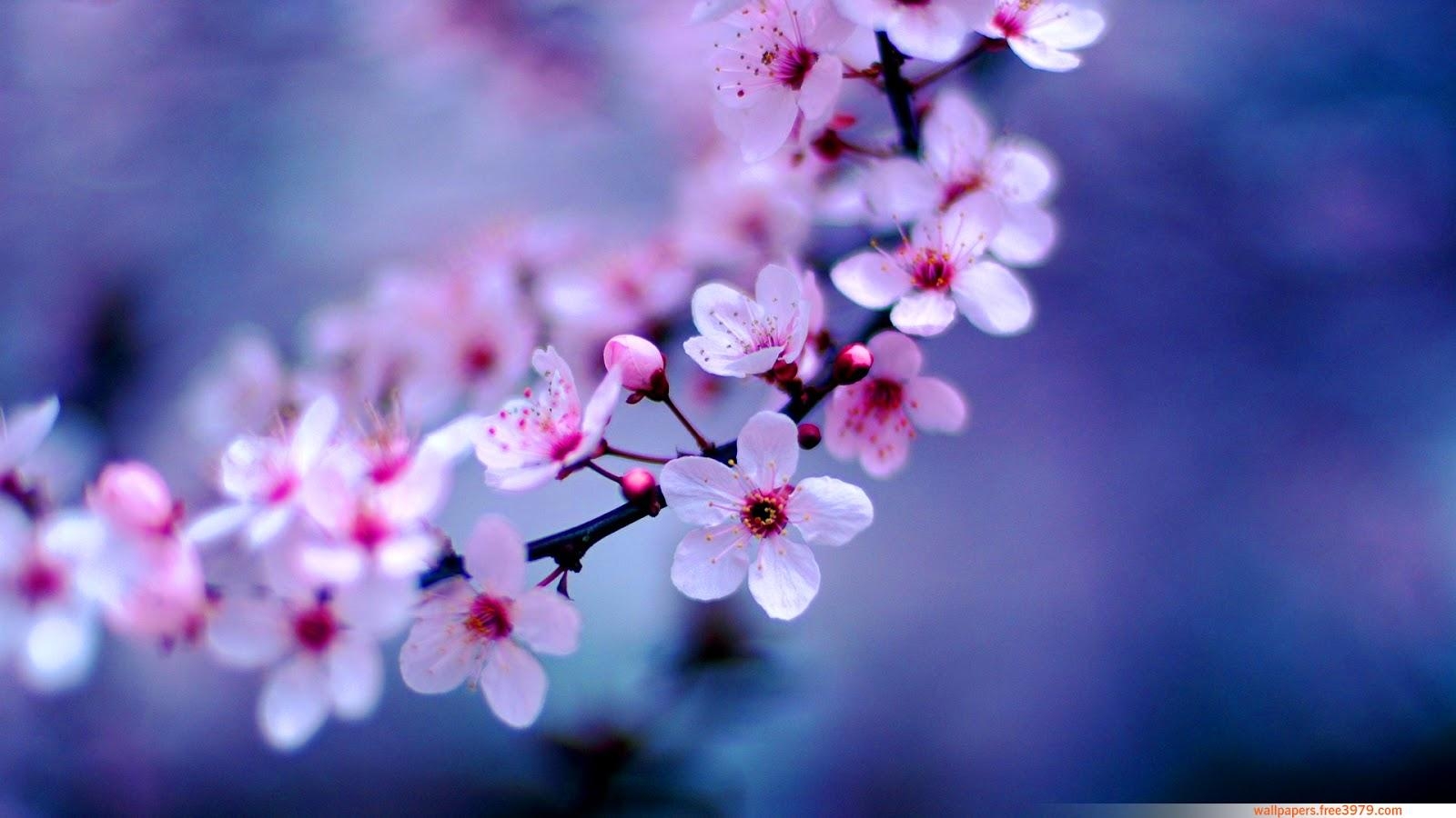 1600x900 Apple Blossom Wallpaper Japanese Cherry Blossom Wallpaper & Background Download, Desktop