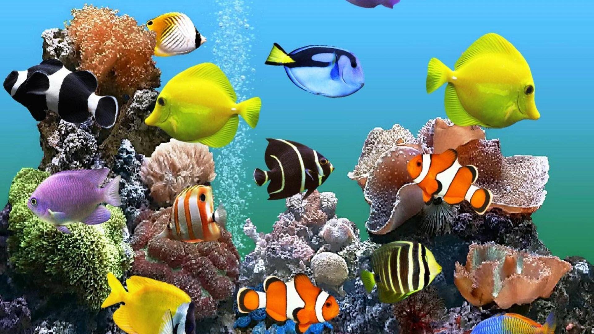 1920x1080 Marine Aquarium HD Wallpaperwallpaper.net, Desktop