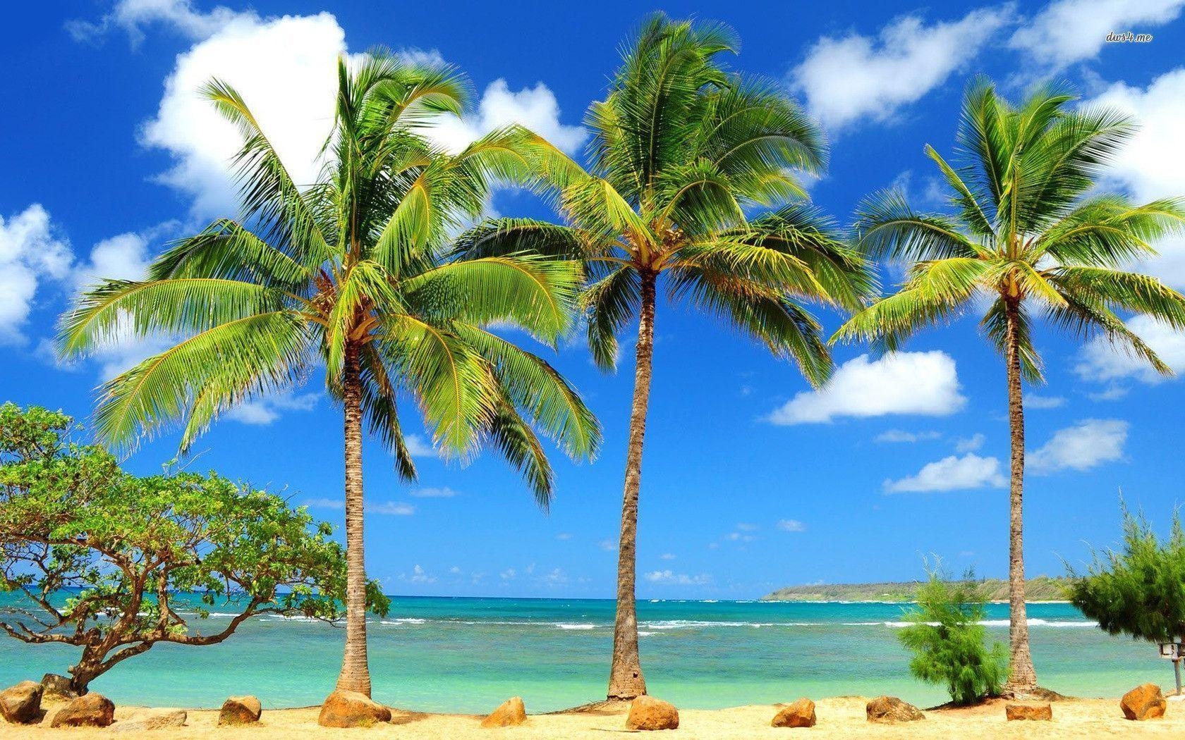 1680x1050 Palm trees wallpaper wallpaper - #, Desktop