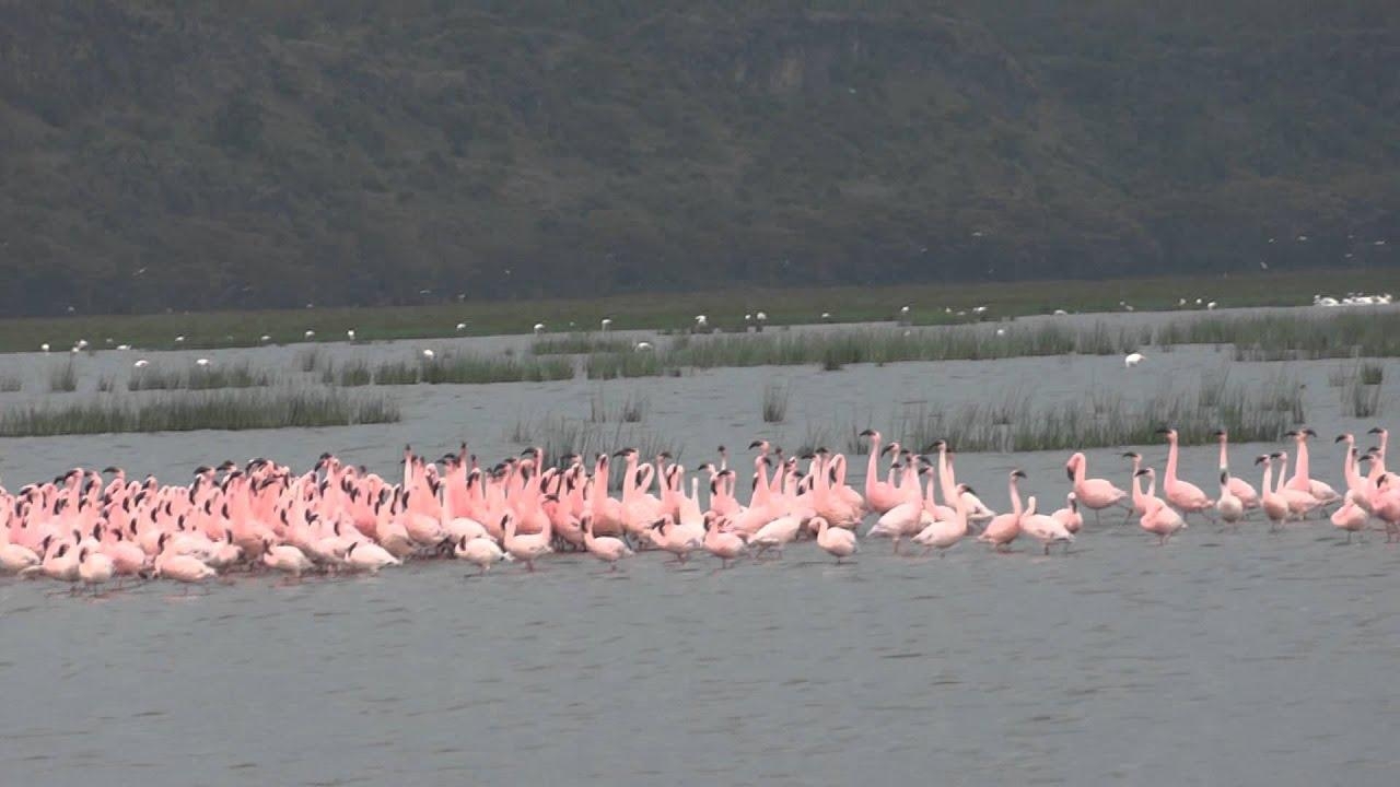 1280x720 FLAMINGOS dancing at Lake Nakuru, Desktop