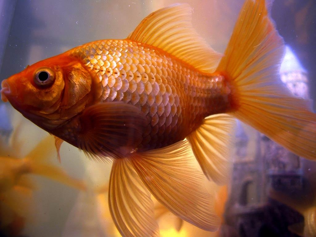 1030x770 Goldfish Wallpaper, Desktop