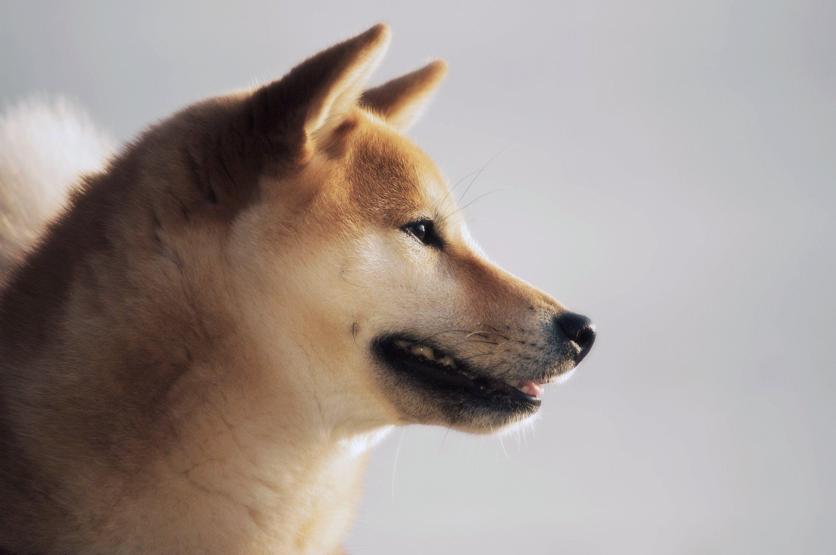 2810x1870 shiba inu, Desktop