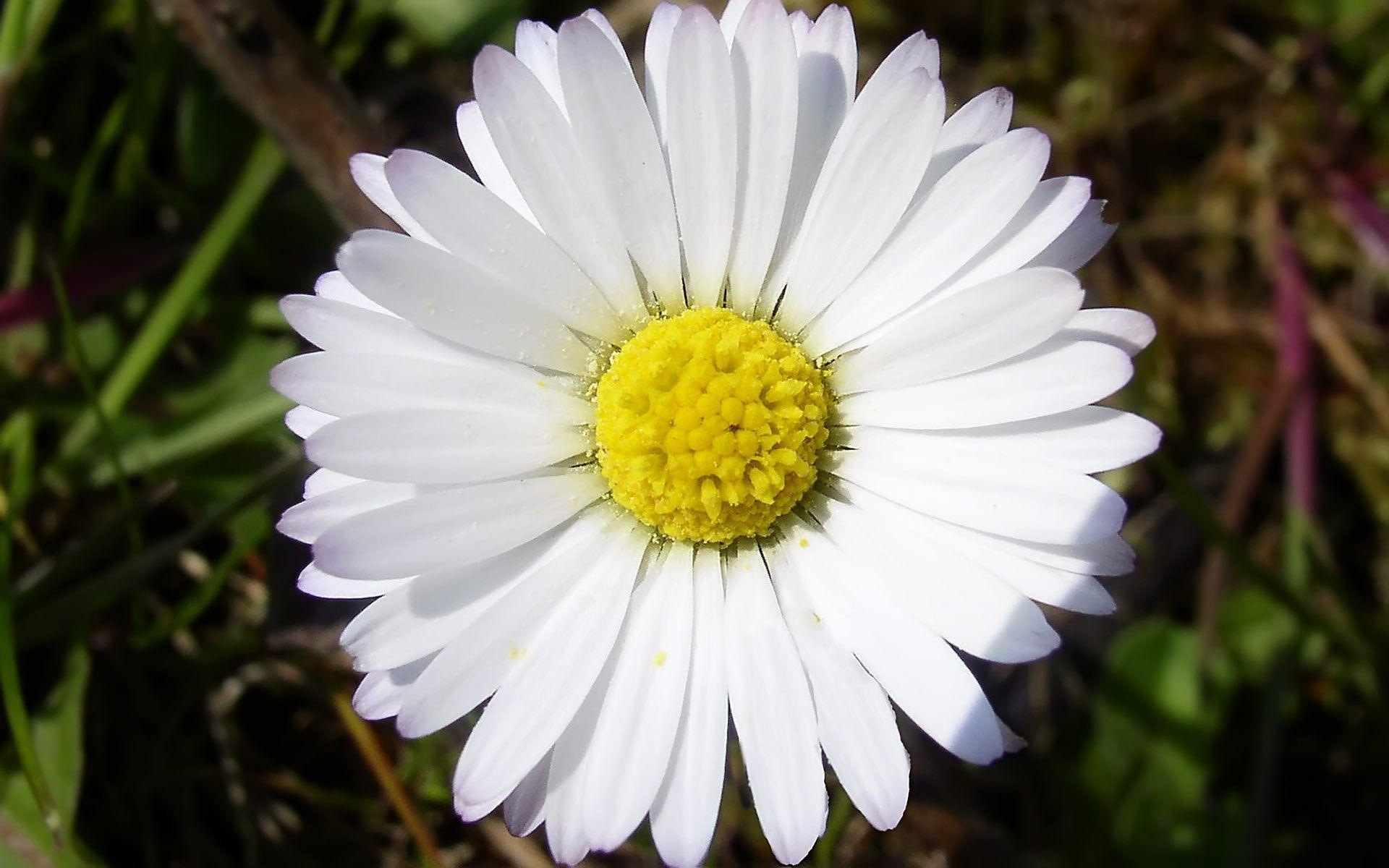 1920x1200 Daisy Flower Wallpaper Tumblr, Desktop