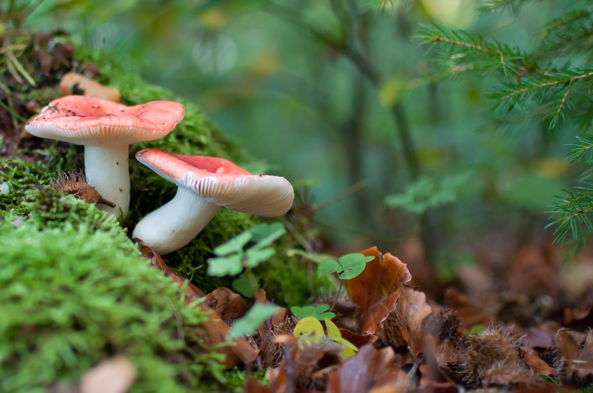 1920x1280 forest, Mushroom, Macro Wallpaper HD / Desktop and Mobile Background, Desktop