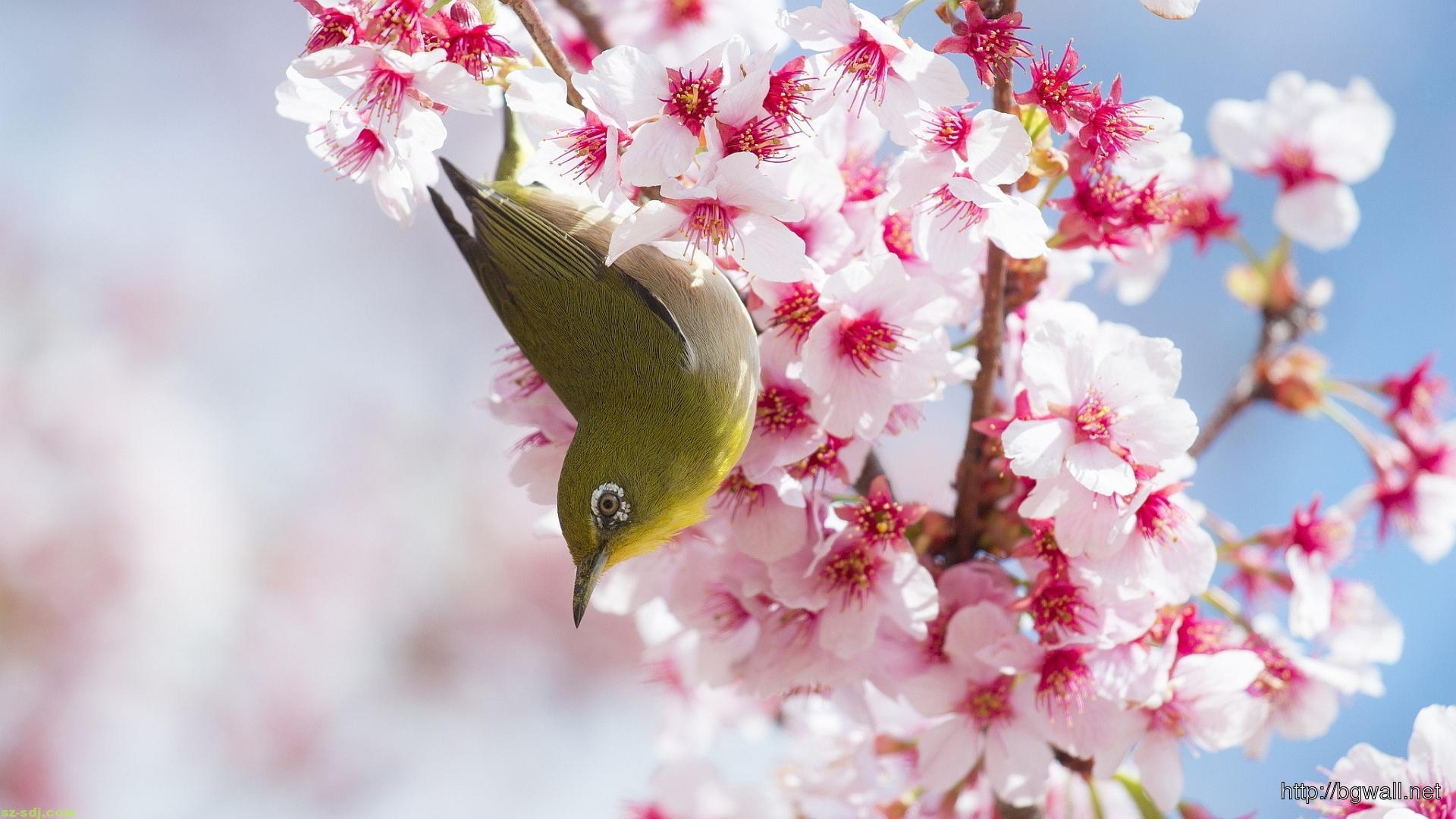 1920x1080 Cherry Blossom Flowers And Bird Wallpaper, Desktop