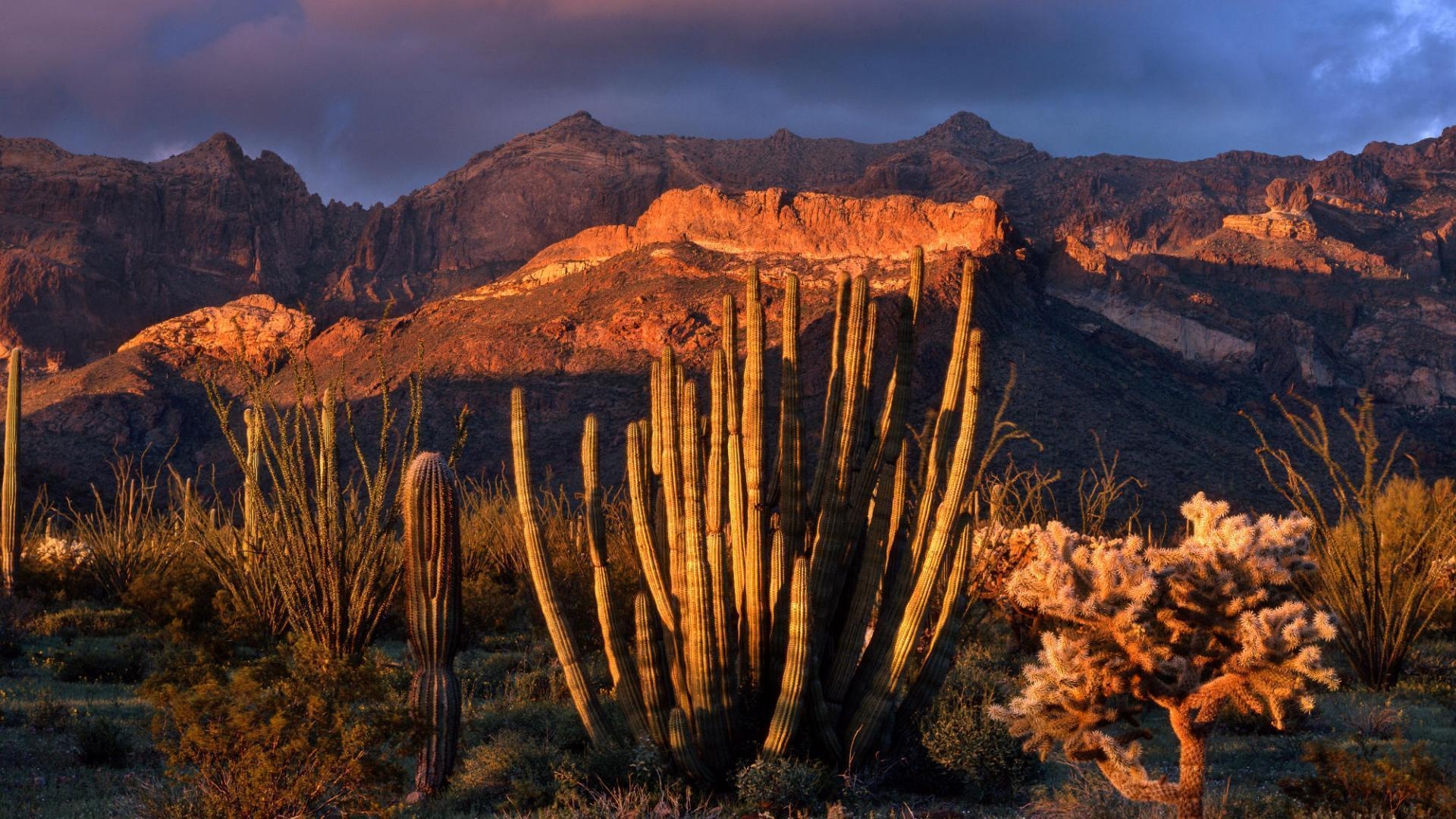 1920x1080 HD Organ Pipe Cactus National Park In Arizona Wallpaper. Download, Desktop