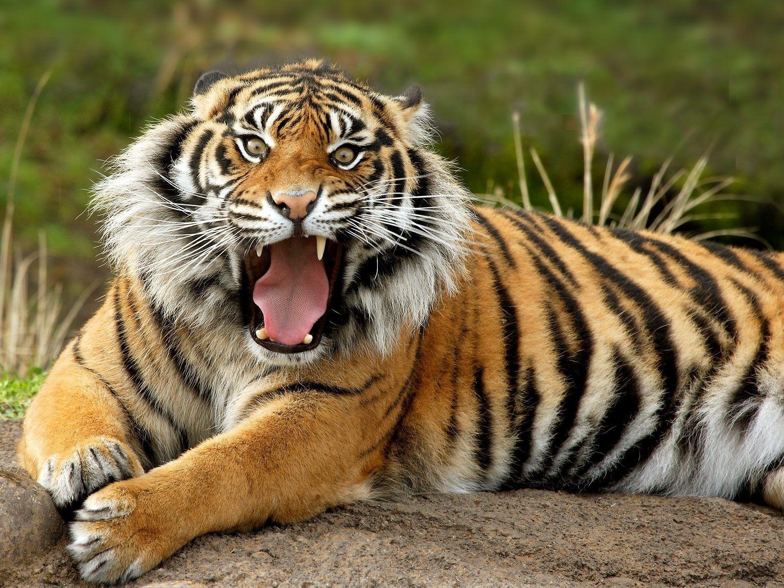 1600x1200 Angry tiger wallpaper wallpaper for free download about 138, Desktop