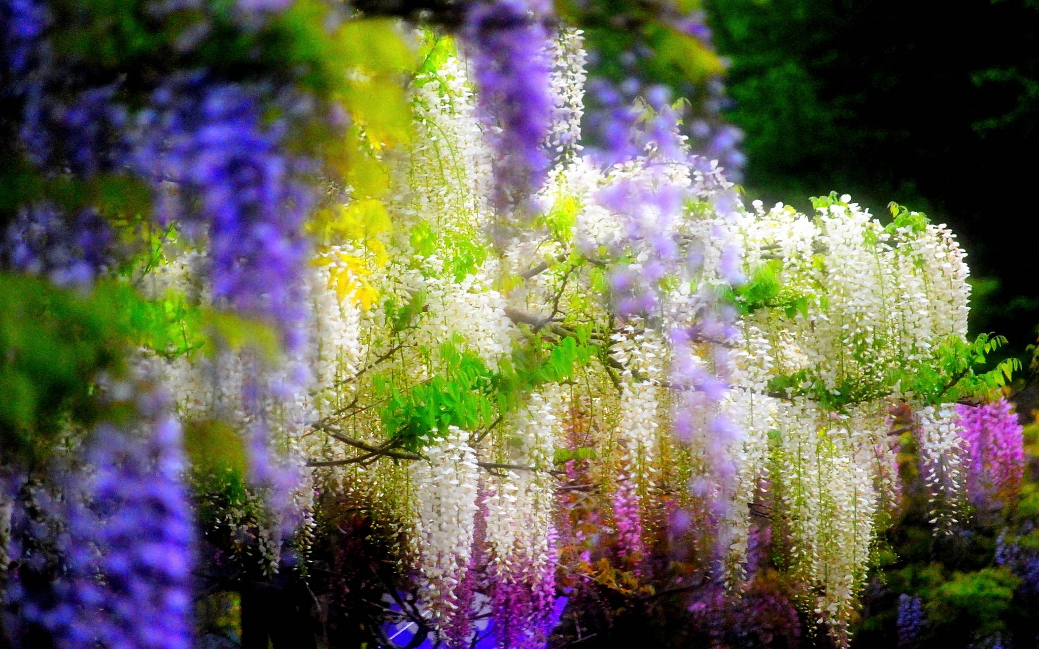 2050x1280 HD Wisteria Wallpaper, Desktop