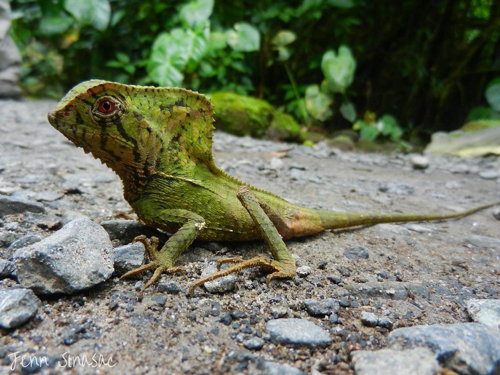 1030x770 Helmeted Iguana. Helmeted Iguana Corytophanes cristatus, Desktop