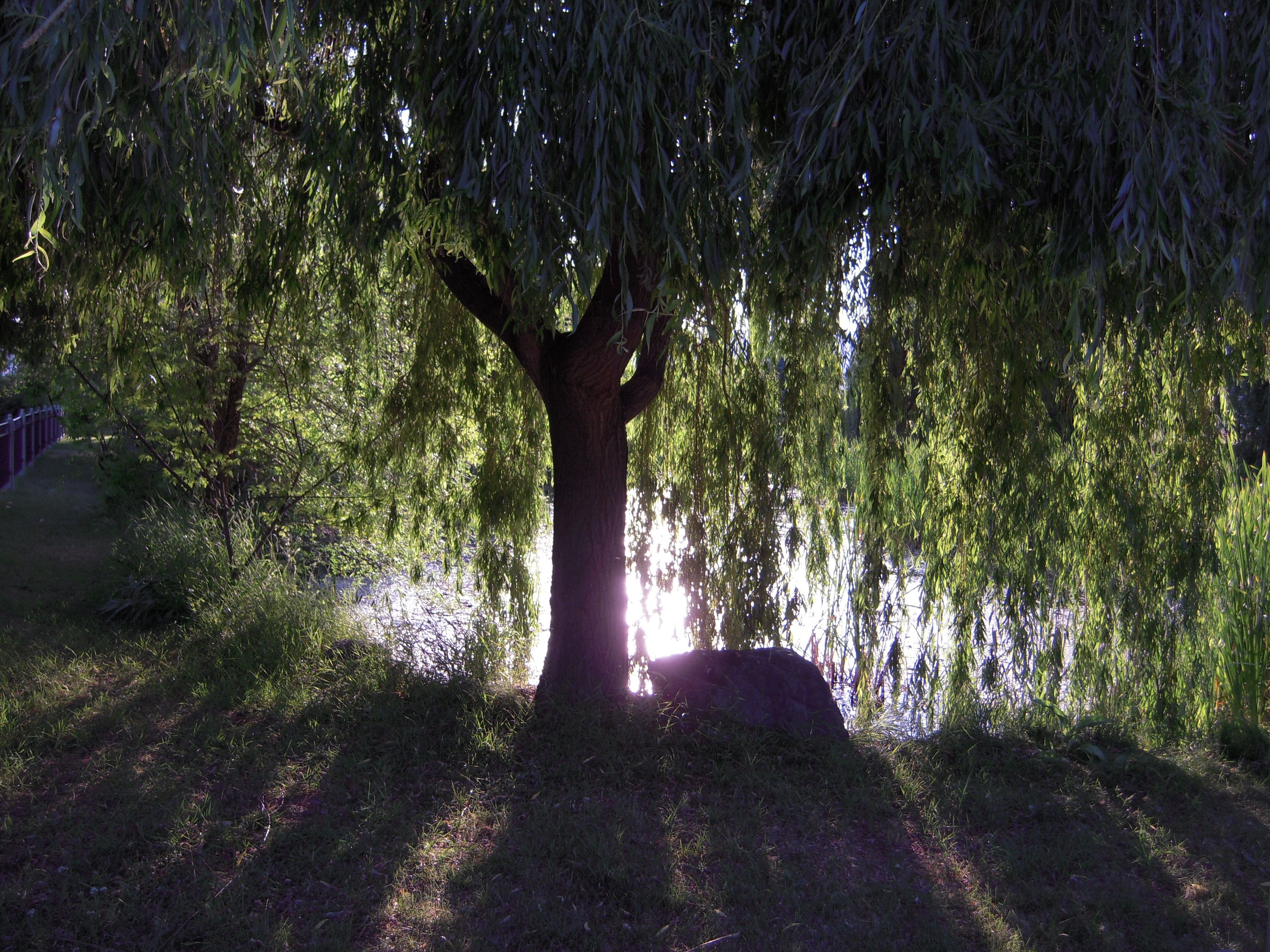 3650x2740 Free download weeping willow tree wallpaper [] for your Desktop, Mobile & Tablet. Explore Willow Tree Wallpaper. Weeping Willow Wallpaper, Willow Tree Wallpaper Primitive, Willow Tree Wallpaper Border, Desktop