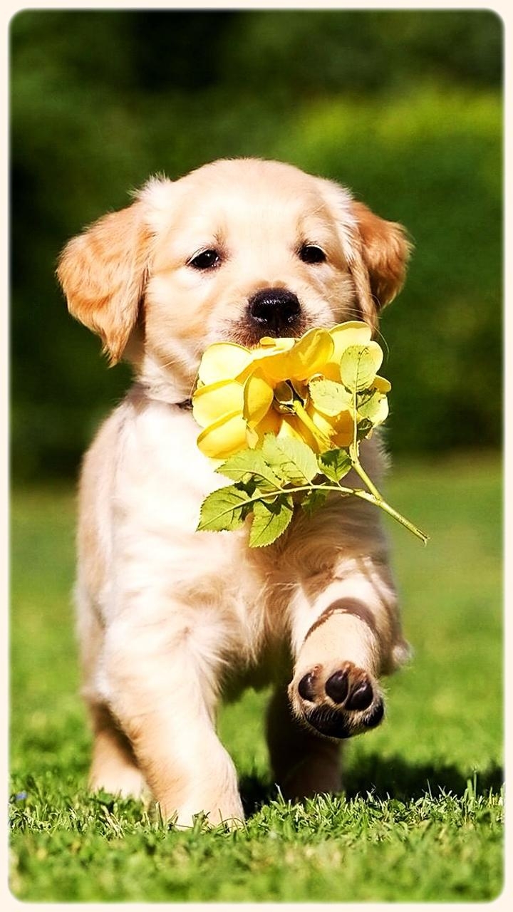 720x1280 Golden Retriever Puppies Wallpaper, Phone