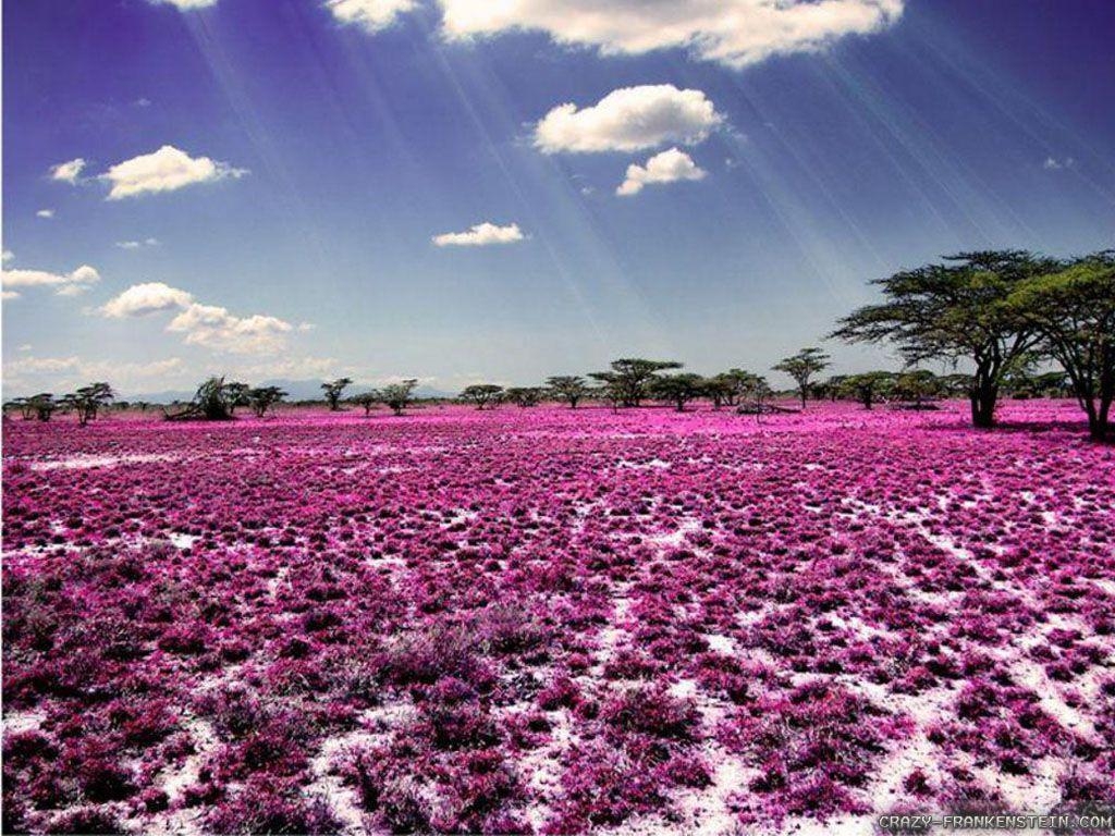 1030x770 Purple meadow Wallpaper. Wide Wallpaper Collections, Desktop