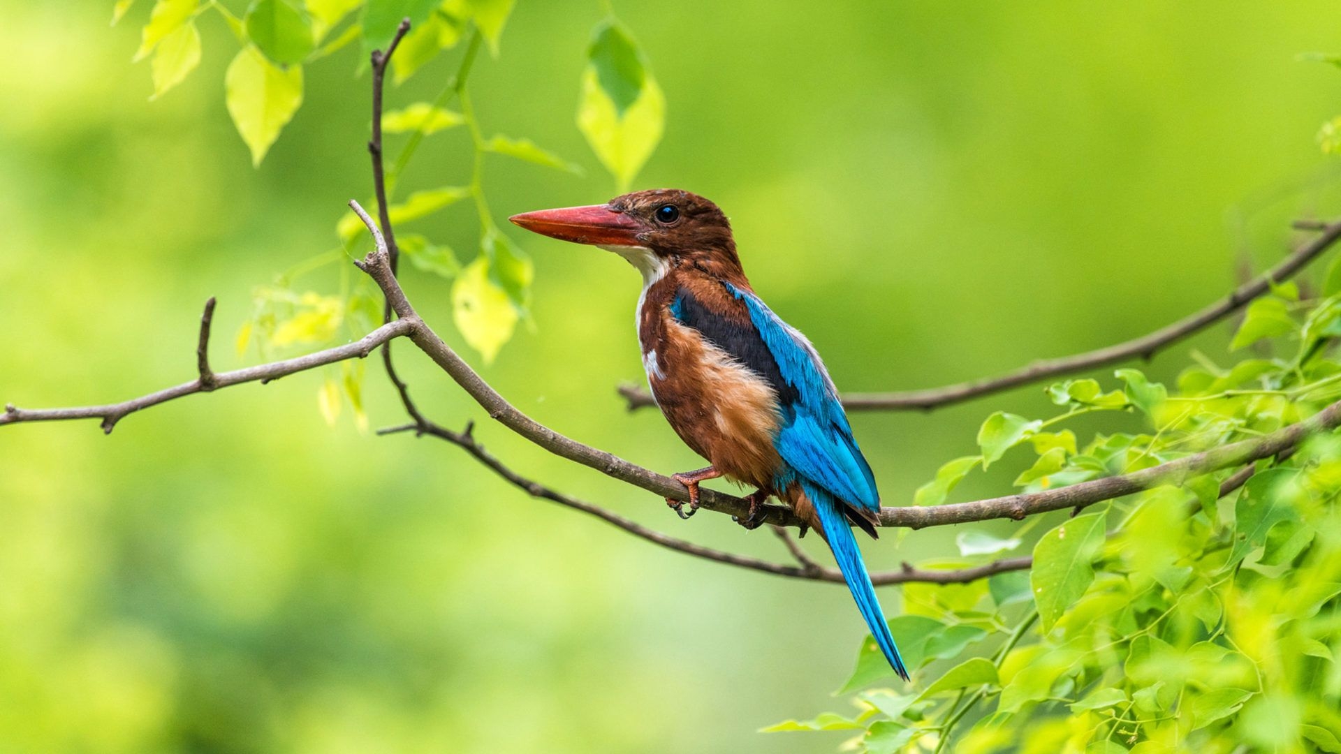 1920x1080 Birds Kingfisher Hues Of A Hunter From India 4k Ultra HD Tv, Desktop