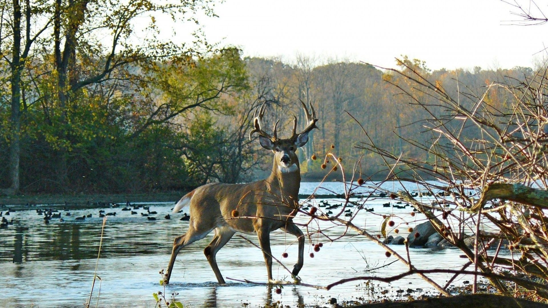 1920x1080 Buck Wallpaper Free Buck Background, Desktop