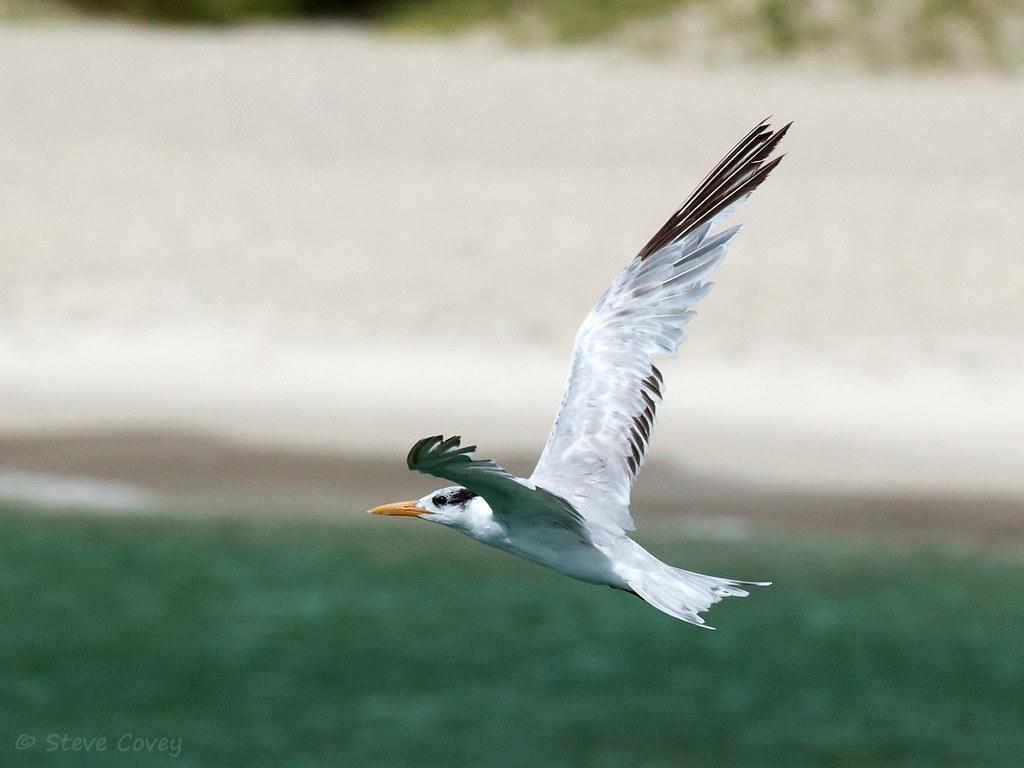 1030x770 Royal Tern (Thalasseus Maximus) Non Breeding Adult, Desktop